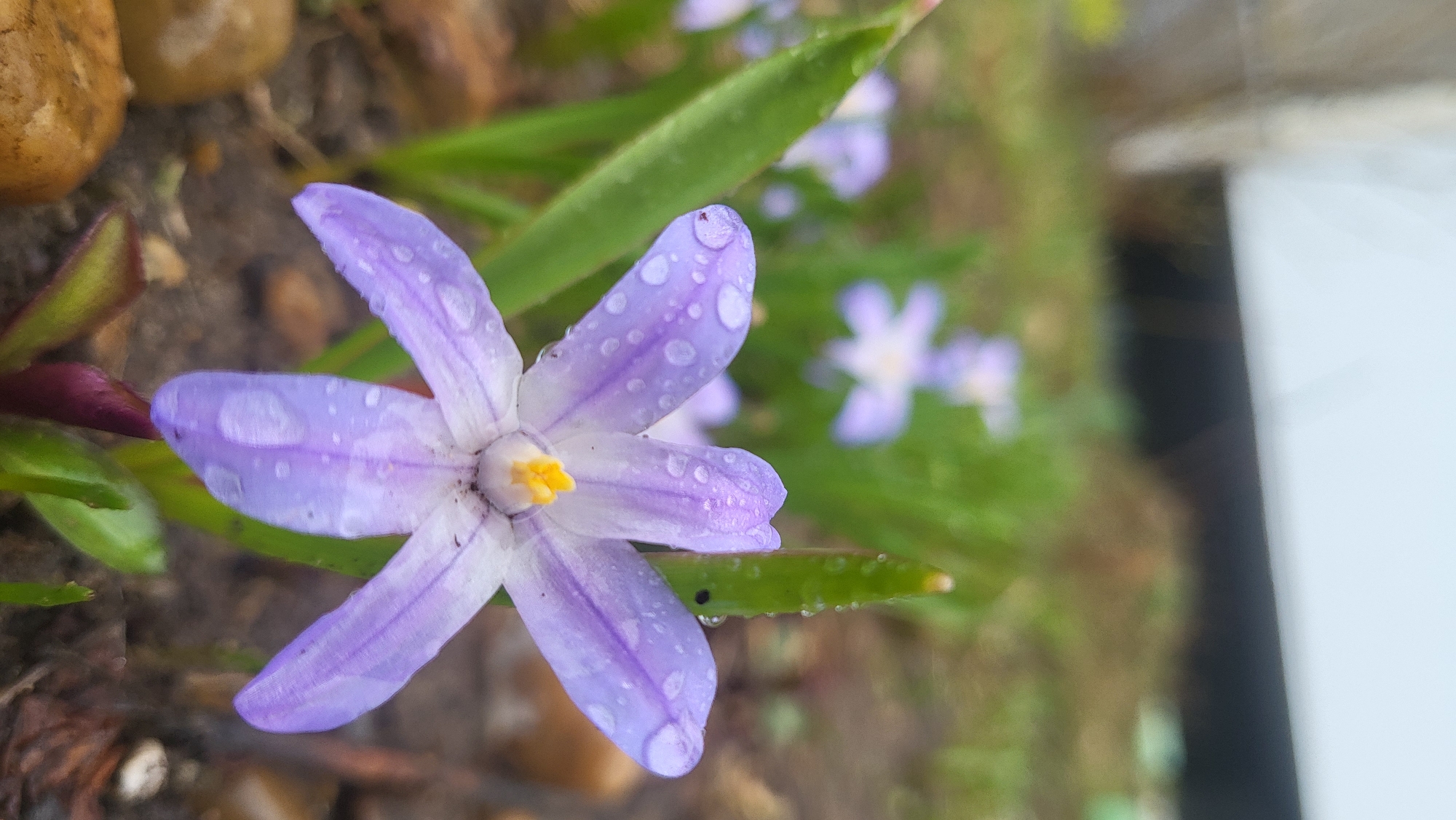 The image displays a close-up, slightly tilted view of a delicate light purple flower, likely a Chionodoxa (Glory-of-the-Snow) or similar early spring bloom. The flower has six petals, transitioning from a pale lavender at the tips to an almost white base, with a prominent bright yellow center comprising its anthers and pistil. Numerous clear water droplets are visible on the petals and surrounding green leaves, indicating recent rain or heavy dew.
The main flower is positioned in the lower-left to central part of the frame, with its stem and some leaves extending from the bottom left. In the soft, out-of-focus background, more light purple flowers of the same type can be seen, along with additional green foliage and some blurred brown elements, possibly soil or small rocks. The far right of the image shows a vertical blur of light grey and a dark area, suggesting a distant structure like a wall or fence. The scene portrays a natural, outdoor setting, possibly a garden or a wild patch, characterized by freshness and the signs of recent precipitation. There is no visible text. The flora is consistent with plants found in temperate climates like that of Марковский, Russia, where such early spring flowers are common.
