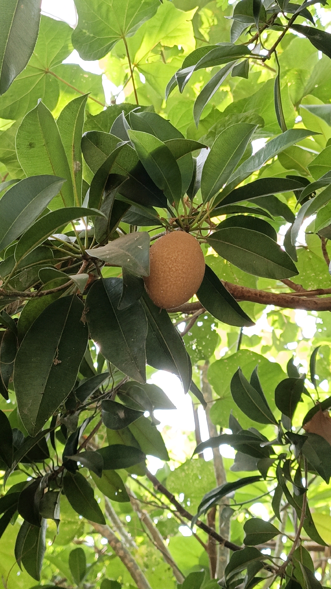 In the city of Cikal, Indonesia, a single, ripe sapodilla fruit hangs from a branch amidst lush green foliage. The fruit, oval-shaped and covered in a rough, brownish skin, is positioned slightly to the left of the image's center. It is surrounded by numerous dark green, oblong leaves, some of which are in sharp focus while others are softened by the natural bokeh effect. Sunlight filters through the leaves, creating bright highlights and dappled shadows, indicating an outdoor setting during daylight hours. The branches are brown and woody, providing a stark contrast to the vibrant green of the leaves and the warm hue of the fruit. The background is a blur of more green leaves and bright sky, suggesting the fruit is on a tree.