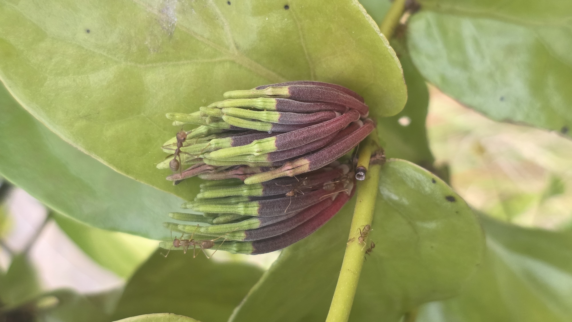 A close-up shot reveals a cluster of unopened flower buds nestled among green leaves. The buds are bi-colored, transitioning from green at the tip to a maroon or reddish-brown hue towards the base. Several ants are crawling on the buds and surrounding foliage. The image was taken in the city of Lhokseumawe, Indonesia.