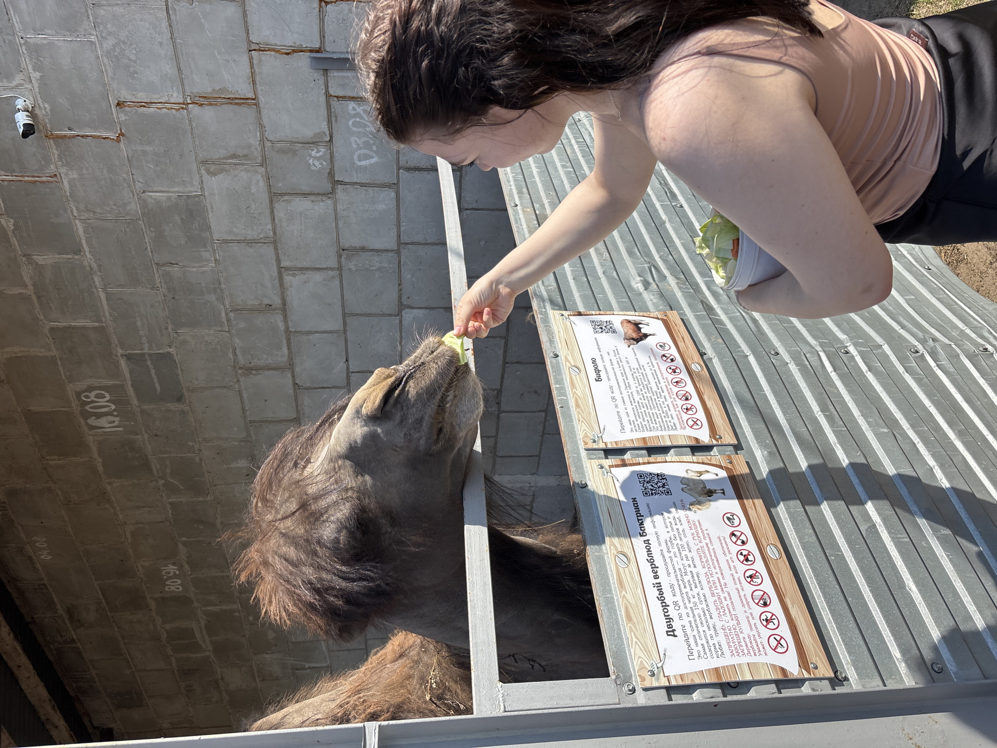 The image shows a young woman feeding a camel at what appears to be a farm or zoo, likely in Perm, Russia. The woman, with dark hair, is wearing a light pink top and dark pants. She is holding a container with vegetables and feeding the camel a piece with her hand. The camel, visible from the head to the upper body, is brown with long, shaggy hair. It's positioned behind a low metal barrier. On the barrier, there are two signs with information and QR codes, written in Ukrainian. The environment includes a building with gray brick walls. There is also a security camera mounted on the wall.