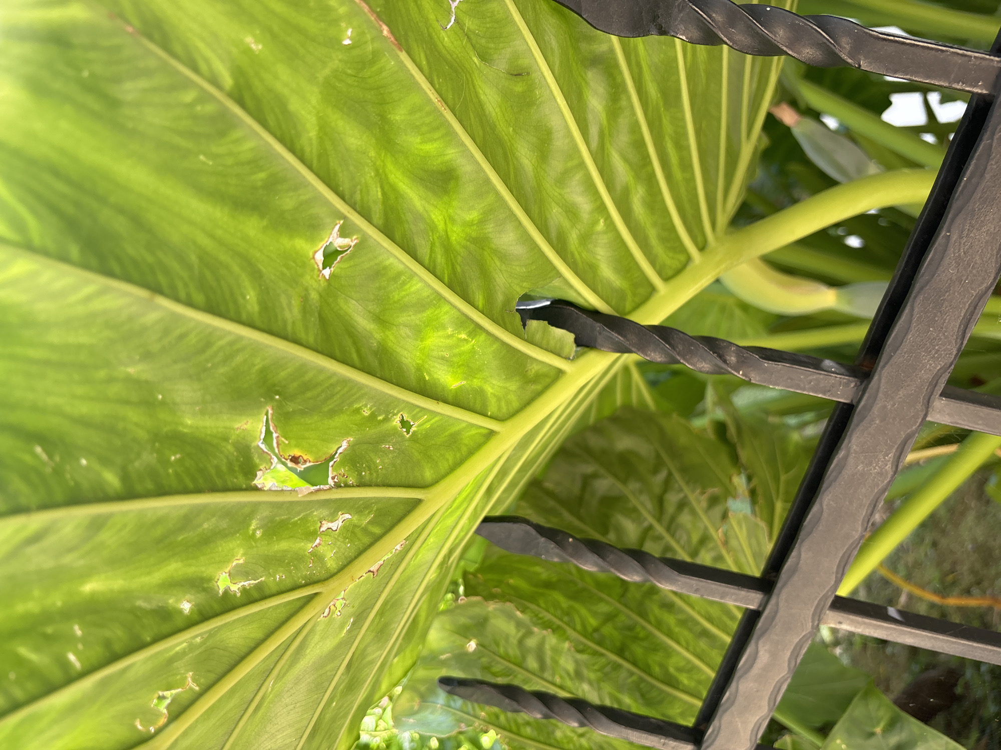 The image shows a close-up view of a large, bright green leaf, possibly from a taro plant, with several small holes or tears. The leaf is illuminated from behind, highlighting its veins and texture. In the foreground, a black wrought iron fence with a twisted design partially obstructs the view. The fence appears to be outdoors, with hints of greenery and possibly sunlight in the background. The scene is set in a natural or garden environment. There are no people or animals visible in the image. The location is identified as Budva, Montenegro.