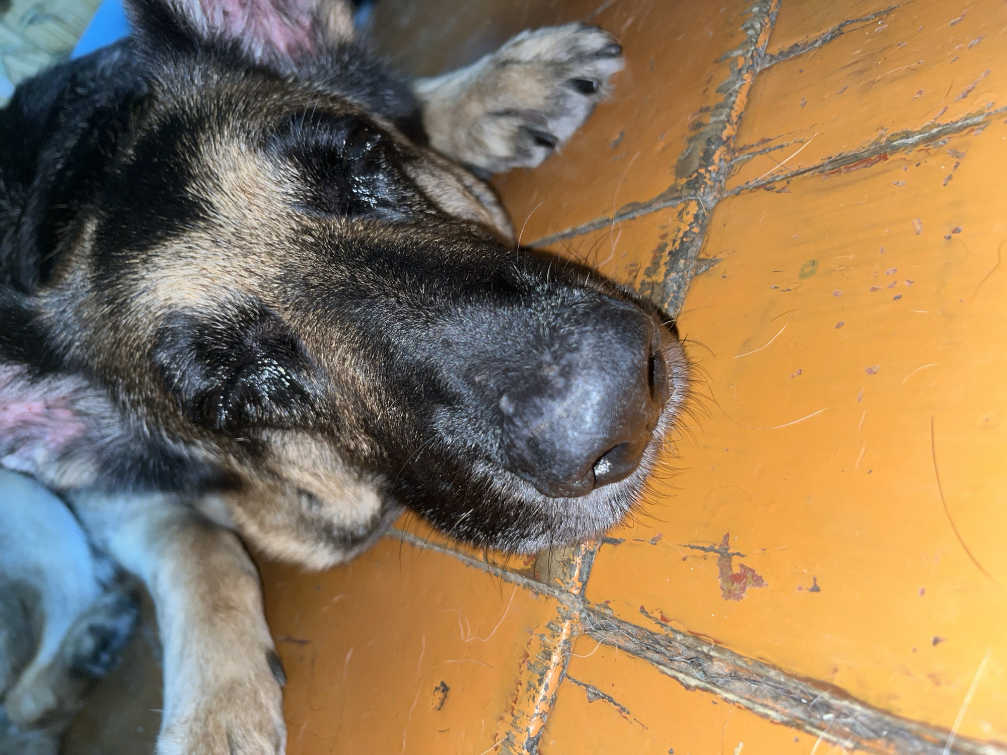 The image is a close-up, low-angle shot of a German Shepherd dog lying on a weathered, orange tiled floor. The dog's head is the primary focus, with its eyes closed and its nose resting on the tiles. Its fur is a mix of black, brown, and tan. The floor tiles show signs of wear, with scratches and some peeling. The background is slightly blurred, but appears to be an indoor setting. There is no visible indication of the specific location within Nizhny Tagil, Russia, or any contextual information to determine the scene's circumstances beyond the dog and its immediate environment.