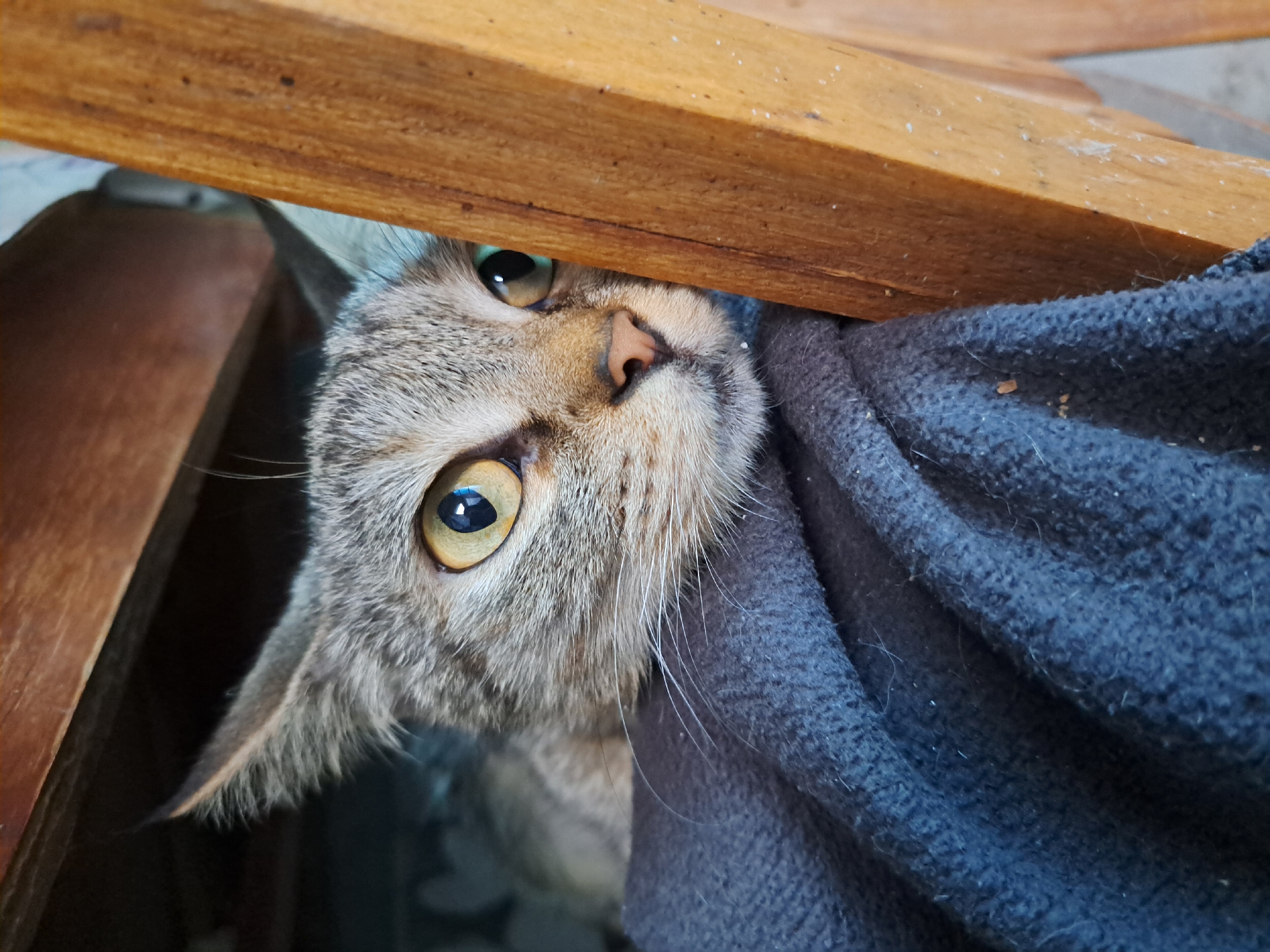 A close-up, eye-level, vertical shot features a grey tabby cat peeking out from behind a dark blue, textured blanket. The cat's head is angled towards the right side of the frame, with its right eye prominently visible and its left eye partially obscured by a wooden beam. The cat's fur is short and patterned with darker grey stripes. Its eyes are a striking yellow-green with large, dark pupils. The cat's ears are pointed and alert, with the right ear angled upwards and forwards. The background is dimly lit, with wooden structures visible above and to the right of the cat. The blanket is draped and creased, appearing soft and slightly worn. The scene is domestic in nature, possibly a home interior in Vypasne, Ukraine. There are no people or other animals present.