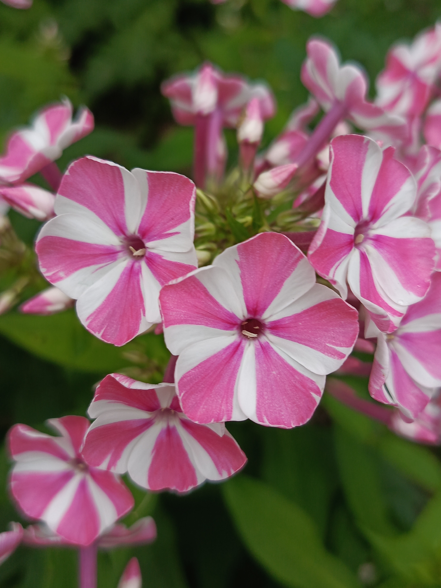 The image displays a close-up view of several blooming Phlox flowers with distinctive pink and white striped petals. The flowers are arranged in a cluster, with some in sharp focus and others blurred in the background. The petals are broad and slightly rounded at the tips, radiating from a central eye. The pink coloration is vibrant and forms distinct, alternating stripes with the white petals. The background is a soft blur of green foliage, suggesting an outdoor garden setting. The photograph appears to have been taken in daylight. There is no visible information within the image that would indicate a specific location in Chaikovsky, Russia.