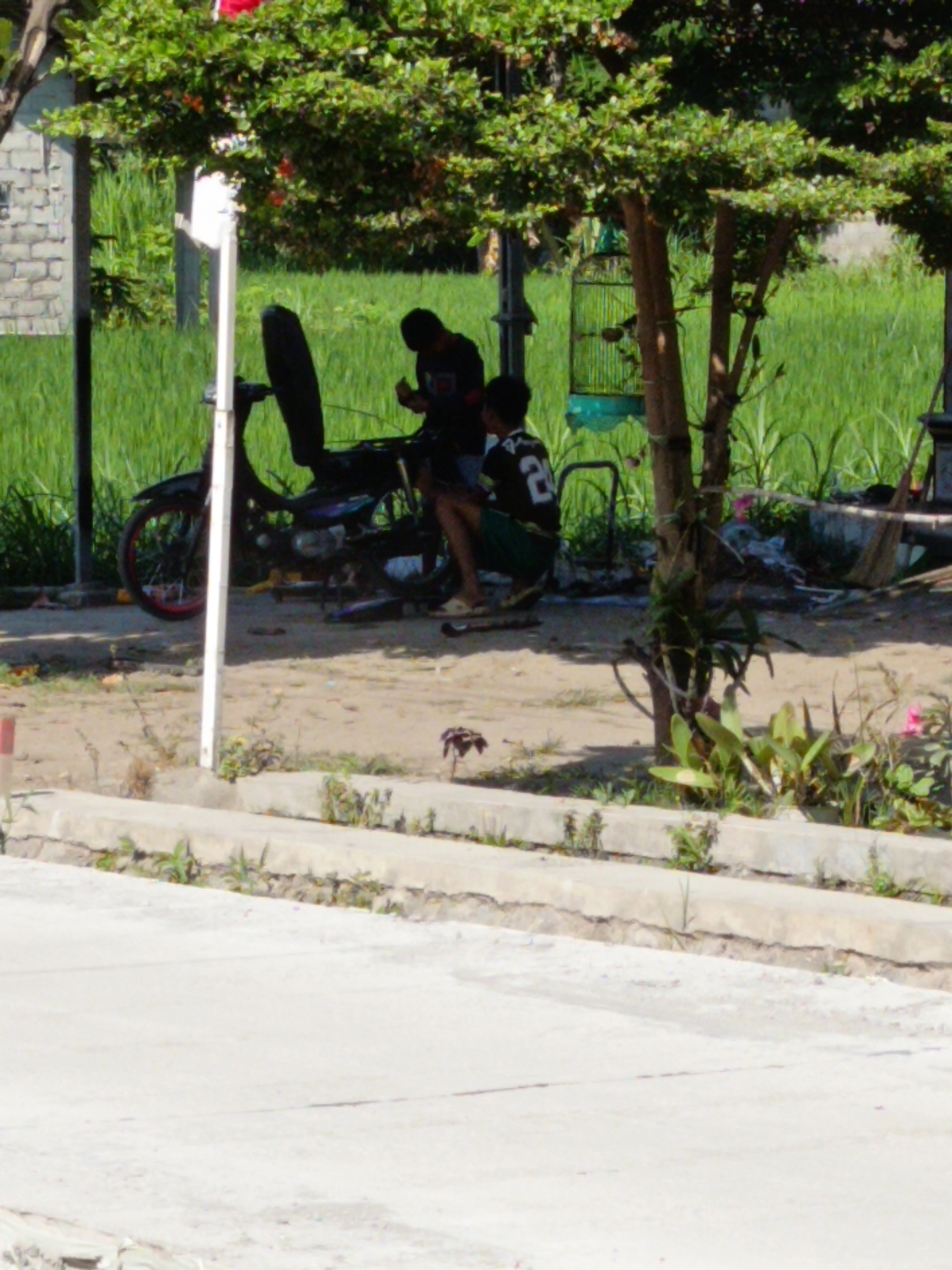 In the city of Sukorini, Indonesia, a scene unfolds under the shade of a lush green tree. Two young men are positioned near a motorcycle, which is parked on a dirt path. The motorcycle is dark-colored and appears to be a typical model, with its wheels and engine clearly visible. One of the men is seated on the motorcycle, while the other stands beside it, engaged in what seems to be a conversation or perhaps a shared activity. Their clothing is casual, suggesting a relaxed atmosphere.
The environment surrounding them is a blend of natural and man-made elements. A vibrant green grassy field stretches into the background, suggesting an open area, possibly a park or agricultural land. A birdcage, painted green, hangs from a tree, indicating a domestic or recreational element within the natural setting. In the distance, a brick wall is visible, hinting at the presence of buildings or structures. The ground is a mix of dirt and some scattered vegetation, with a concrete curb running along the edge of the path. The overall impression is one of a common, everyday scene in a tropical or sub-tropical region, likely in the afternoon given the lighting and shadows.