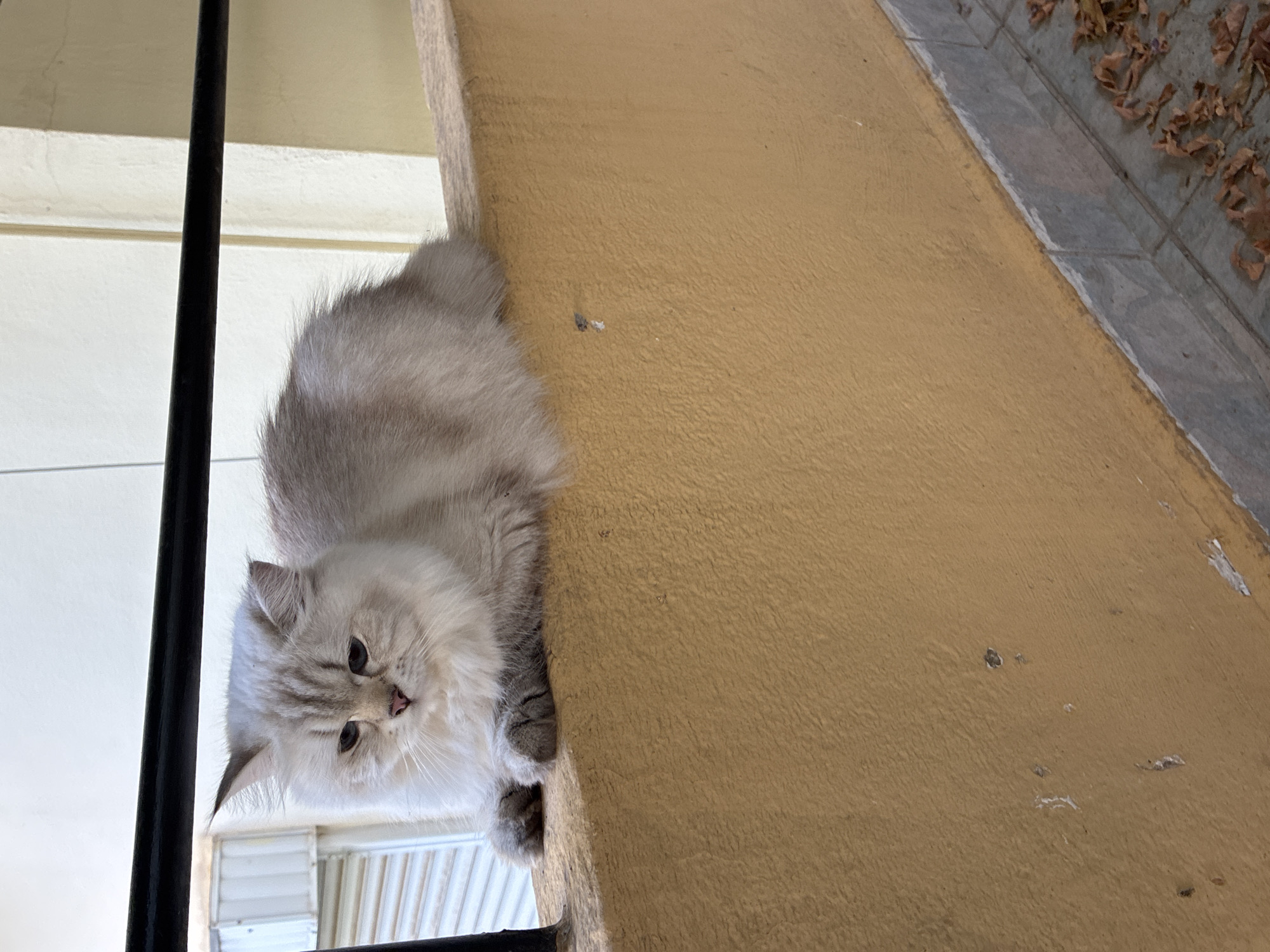 A fluffy, light-colored cat with gray tabby markings is perched on a textured, mustard-yellow wall. The cat is facing left and looking downwards with a pensive expression. Its front paws are neatly tucked beneath its body. Behind the cat, a black metal railing runs horizontally across the frame, and beyond that, a light-colored building with horizontal window blinds is visible. The wall appears to be an exterior surface, possibly a balcony or a terrace, with a tiled floor visible at the bottom of the image. A few dry, brown leaves are scattered on the tiled floor. The overall impression is that of a domestic scene, likely captured in Alanya, Turkey, given the architectural style and the presence of outdoor living spaces commonly found in the region.
