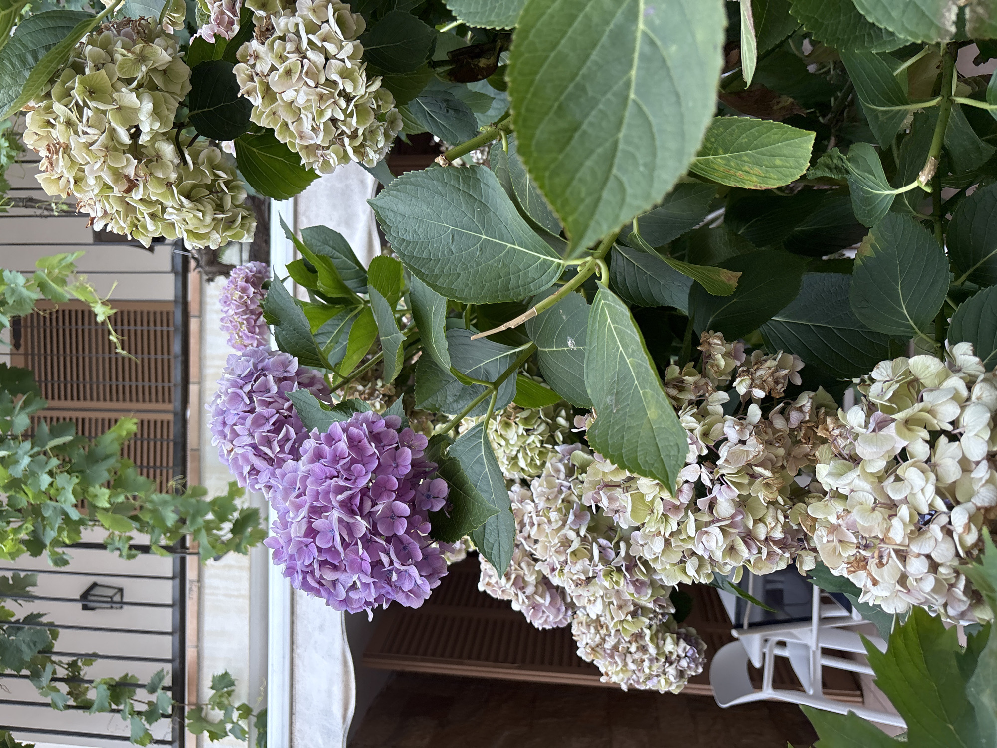 The image captures a close-up view of hydrangeas in bloom, with a balcony and part of a building in the background. In the foreground, large clusters of purple and greenish-white hydrangea flowers are prominently displayed, their petals delicate and layered. Lush green leaves surround the blossoms, some showing signs of drying or browning.
Behind the flowers, a white awning stretches across the frame, partially obscuring the lower section of a building. The building features dark wooden shutters on a window. Above the awning, a black metal railing with vertical bars borders a balcony. Green foliage, possibly from a vine, hangs down from above the railing, adding a natural element to the scene. A vintage-style black outdoor lantern is attached to the wall above the railing.
To the left of the image, partially visible behind the hydrangeas, is a white plastic chair and a glimpse of a table, suggesting an outdoor seating area. The overall scene appears to be a residential setting, likely a balcony or patio area in the town of Calella De Palafrugell, Spain, known for its picturesque coastal architecture and vibrant floral displays.