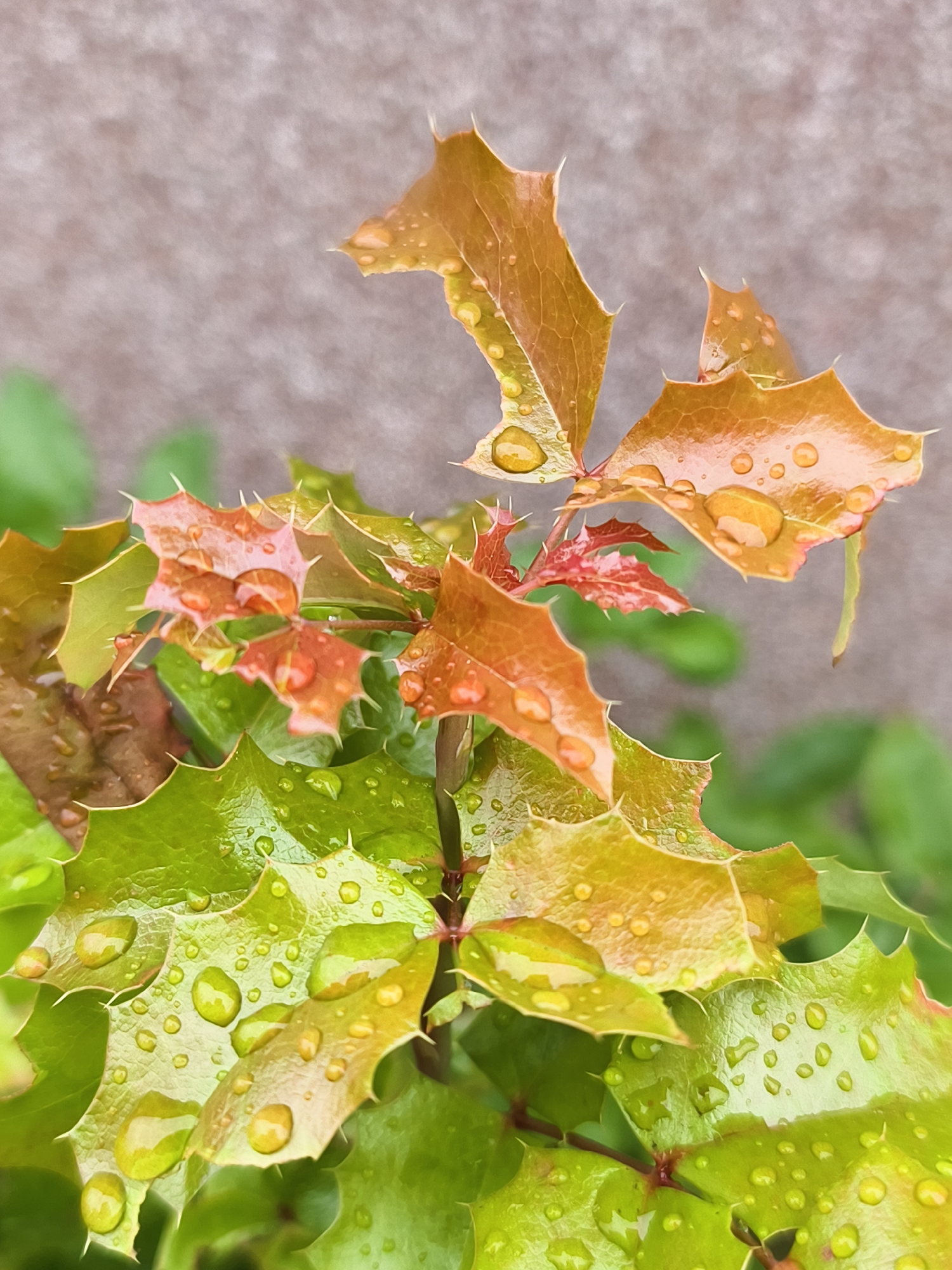 A close-up, eye-level, outdoor shot focuses on the spiky leaves of a plant, possibly a Mahonia, covered in water droplets. The leaves display a gradient of color from vibrant green at the bottom to a coppery orange at the top, with some reddish hues appearing as well. The water droplets refract light, creating small, bright highlights on the leaf surfaces. The background is softly blurred, showing a textured, neutral-colored wall, likely on the exterior of a building, and some out-of-focus greenery. The scene suggests a recent rainfall. The image was taken in Tczew, Poland.