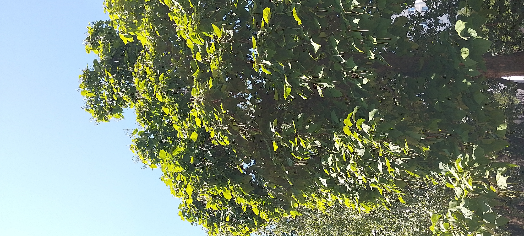 The image shows a large tree with green leaves and long, bean-like seed pods hanging from its branches. The tree is in full foliage, suggesting it is summer. The sky above is a clear, bright blue. In the background, a building with white walls and windows is partially visible, indicating an urban setting. To the left of the main tree, another tree with lighter green foliage and slender leaves can be seen. The scene appears to be a park or a street in a city, with the clear sky and lush greenery suggesting pleasant weather. The image is a vertical shot, capturing the upper part of the tree and the sky. The location is identified as Cherkasy, Ukraine.