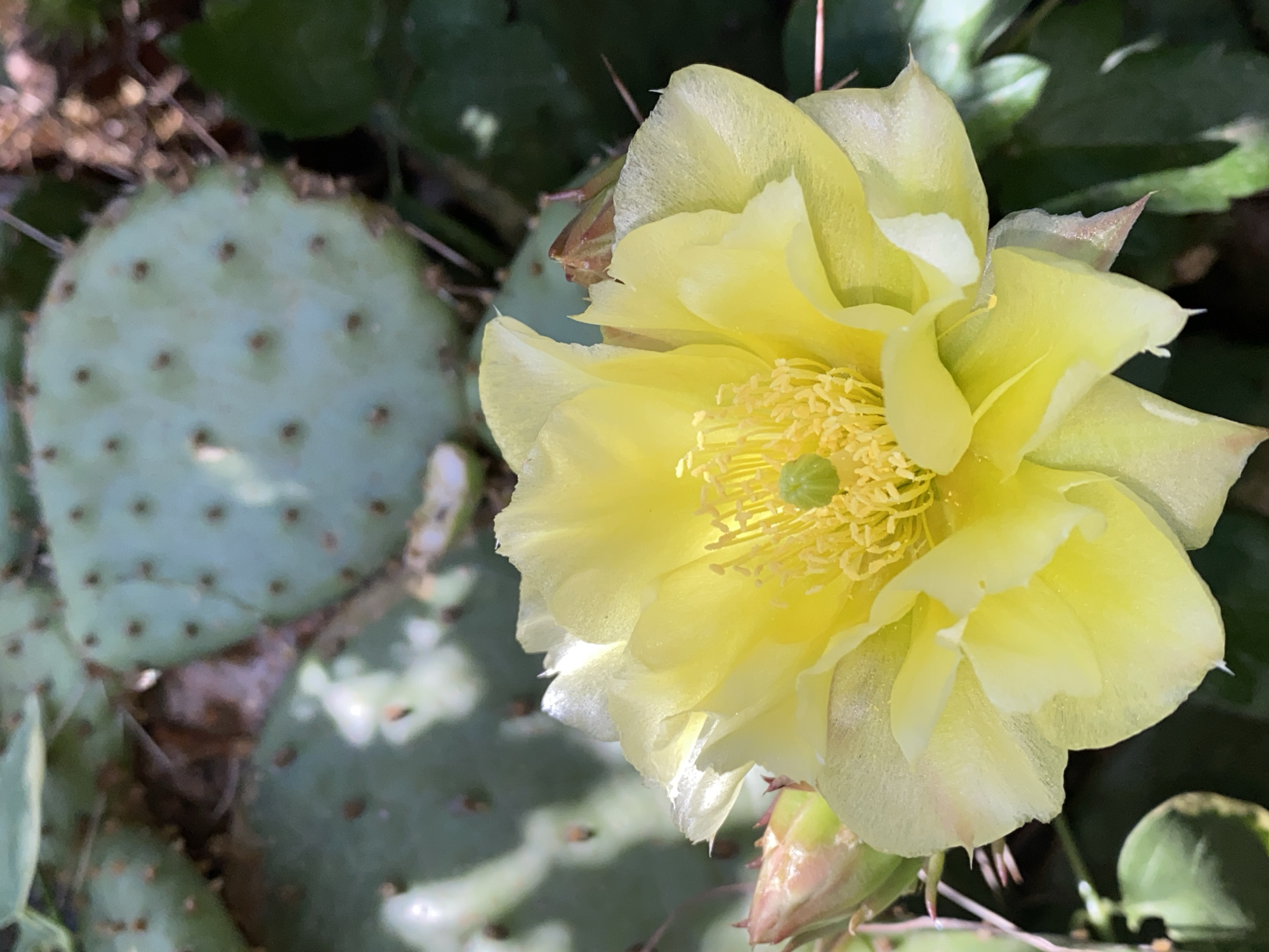 The image shows a close-up view of a bright yellow prickly pear cactus flower in bloom. The flower is large and open, with numerous petals and stamens. A prickly pear cactus pad, which is light green and covered in areoles with spines, is visible in the background. The scene is outdoors, with some dappled sunlight illuminating the flower and foliage. The environment suggests a dry, arid or semi-arid climate, typical of areas where prickly pear cacti thrive. There is no indication of the location being in Cairaclia, Moldova, as prickly pear cacti are not native to that region and are more commonly found in the Americas. The image solely focuses on the natural subject without any human presence or activity.