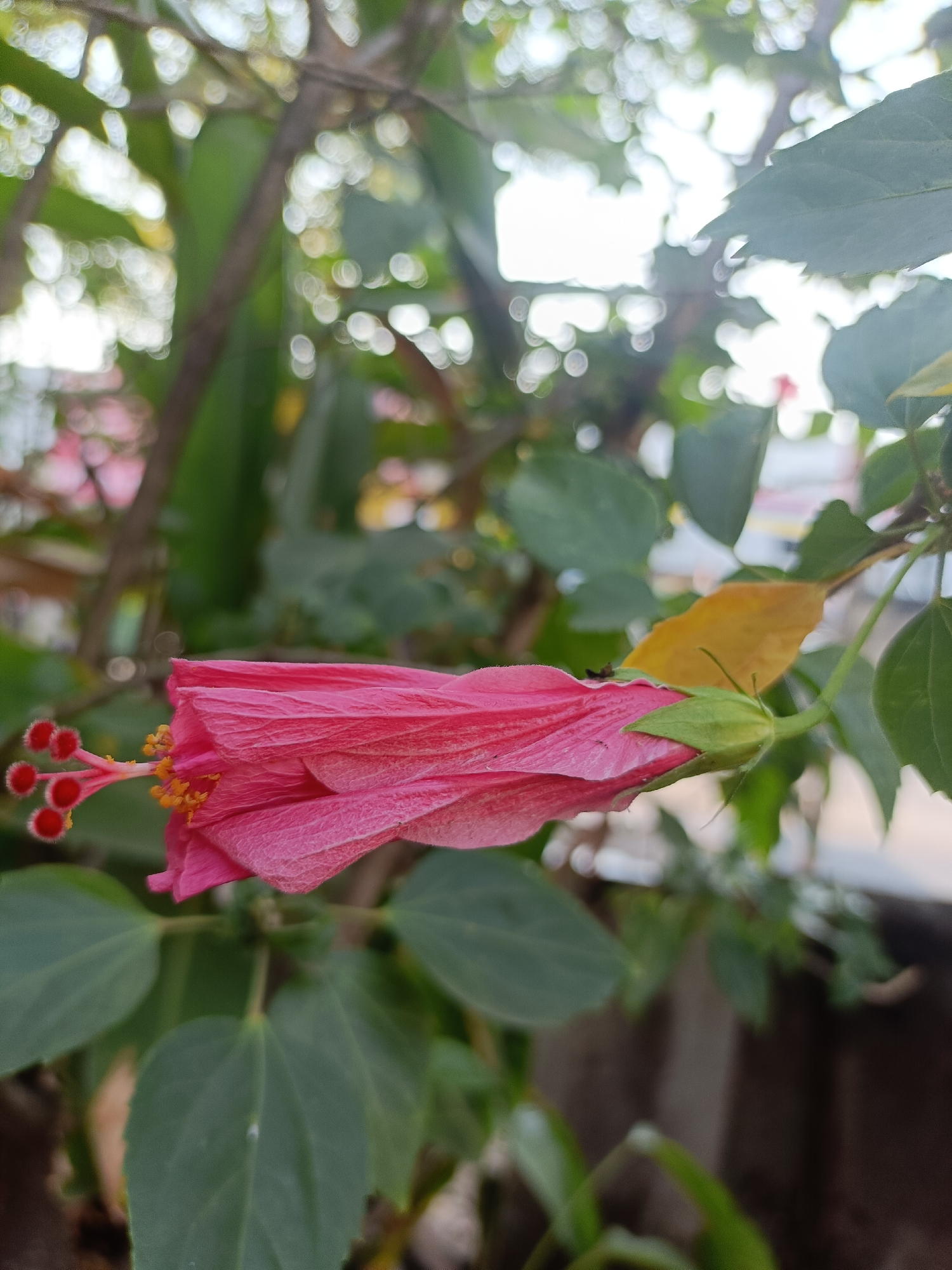 A close-up, side-profile photograph shows a pink hibiscus flower bud in a garden setting. The bud is partially unfurled, revealing delicate pink petals with visible veins. The pistil, a central stamen, extends from the bud with bright red stigmas tipped in fuzzy white, and bright yellow pollen-dusted anthers. A green calyx clasps the base of the bud, and a single yellowed leaf hangs nearby. The background is softly blurred, featuring lush green foliage and out-of-focus bokeh lights, suggesting a bright, possibly sunny, day. The overall impression is one of natural beauty and tranquility. This image was captured in the city of Kediri, Indonesia.