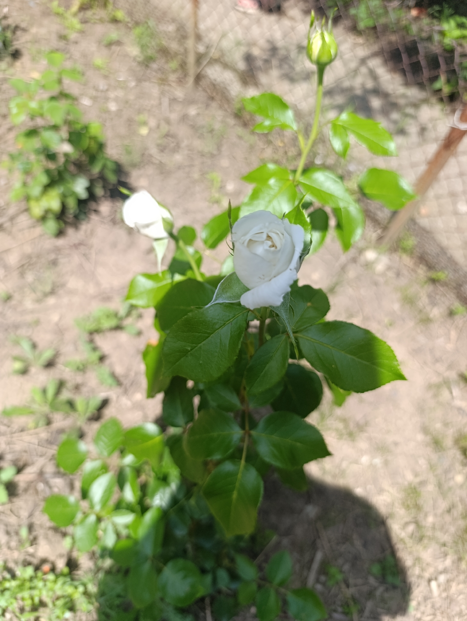 The image depicts a white rose bush located in Nikolichevtsi, Bulgaria, under bright daylight conditions. The primary subjects are two developing white rosebuds. One rosebud, positioned centrally, is partially open, revealing tightly packed white petals. Another smaller, fully closed green rosebud is visible above and to the right of the main bloom. The bush features numerous dark green, healthy leaves. The ground beneath and around the rose bush is dry, light brown soil, interspersed with small stones and sparse green weeds or small plants. A pronounced dark shadow of the rose bush is cast onto the ground in the lower right quadrant, indicating direct sunlight from the upper left. The background is out of focus, showing more dry ground, minimal green vegetation, and a light-colored, possibly wire or chain-link fence structure towards the upper right. No individuals, animals, or human-initiated actions are discernible within the frame.