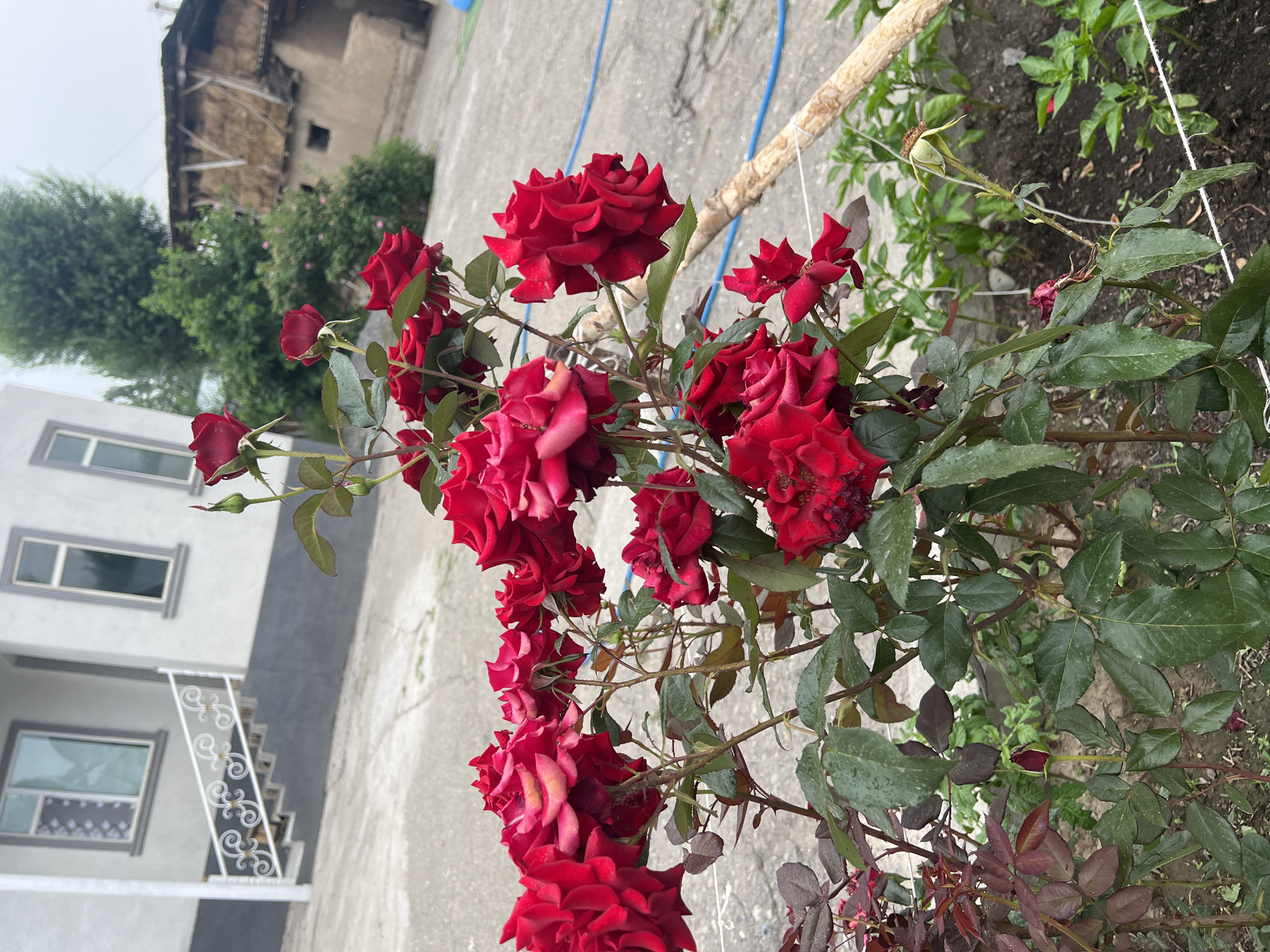 The image captures a close-up view of a bush with numerous blooming red roses. The roses are the primary focus, with many fully opened flowers showcasing deep red petals, some with lighter pink or yellow hues at the center. Several rosebuds are also visible, including one in the lower left quadrant that is still tightly closed, and another in the lower right quadrant that appears to have begun to open but is withered. The rose bush has dark green leaves, many of which show water droplets, suggesting recent rain or watering. The stems are woody and thorny, with some exhibiting a reddish-brown tint.
In the background, the environment appears to be an outdoor setting. To the left, a white house with dark-trimmed windows and a grey lower section is visible. A white railing with ornate scrollwork lines a set of stairs leading up to the house. Behind the rose bush, a large, dense green tree stands. Further back, a rustic building with a thatched or hay-covered roof and mud walls is present. The ground is paved with a grey, concrete-like material. A blue hose is visible snaking across the paved area, and a thin wooden stake, possibly used for support, is propped up in the foreground, secured by white string. The overall impression is a residential outdoor area, likely a garden or yard. The location is specified as Kara-Dıykan, Kyrgyzstan. There are no people or animals visible in the scene.