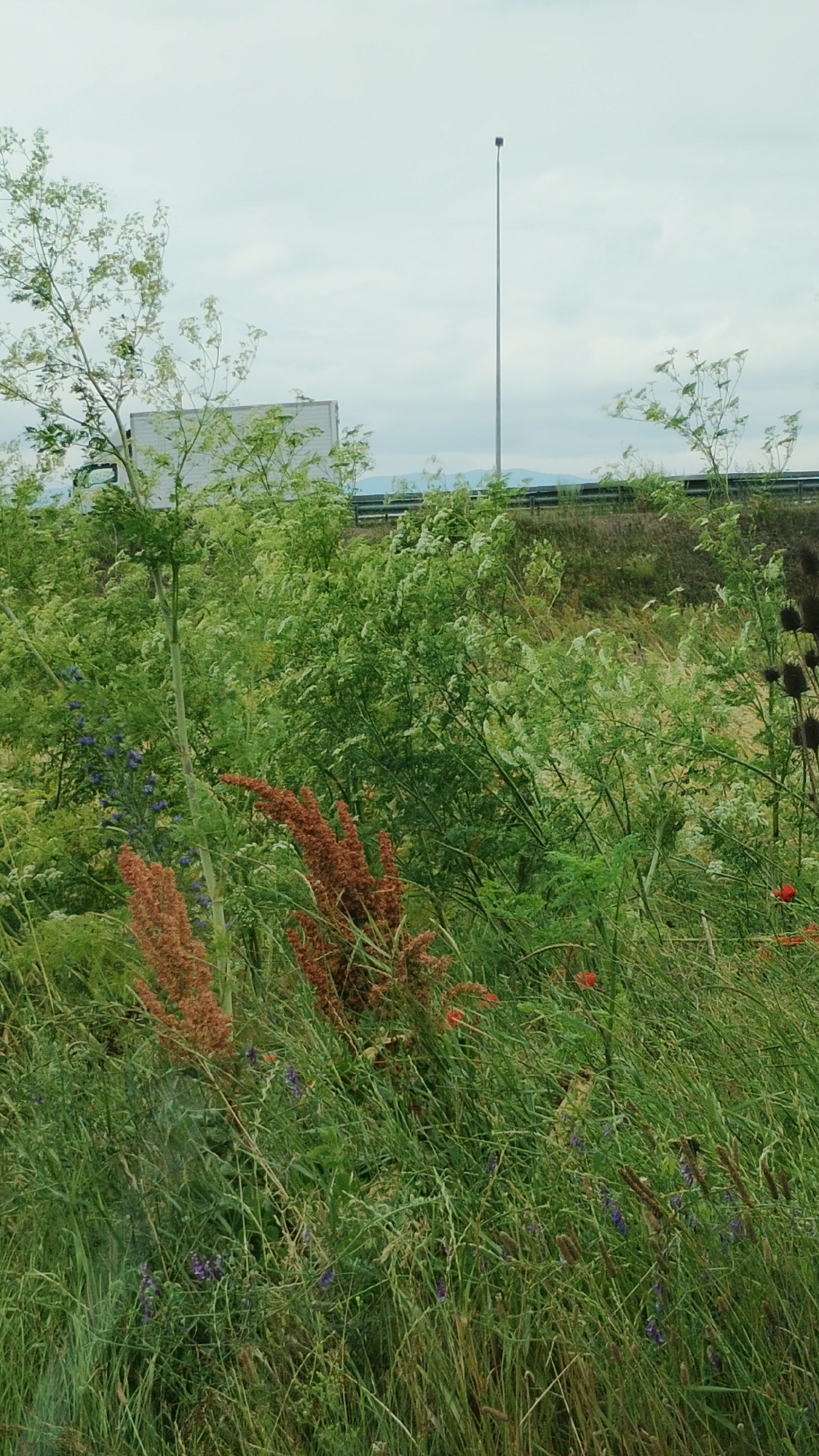 The image depicts a roadside scene with lush green vegetation in the foreground. Prominent are tall stalks of greenery, some with feathery tops, interspersed with red-brown seed heads and scattered small purple flowers. In the mid-ground, a white truck is partially visible behind a dense growth of green plants, suggesting it is on a road adjacent to the wild area. Beyond the vegetation, a metal barrier runs horizontally, likely separating the road from the natural landscape. A tall, slender lamppost stands in the background against a cloudy sky. The overall impression is that of a natural embankment or verge beside a transportation route, possibly near the outskirts of Sofia, Bulgaria.