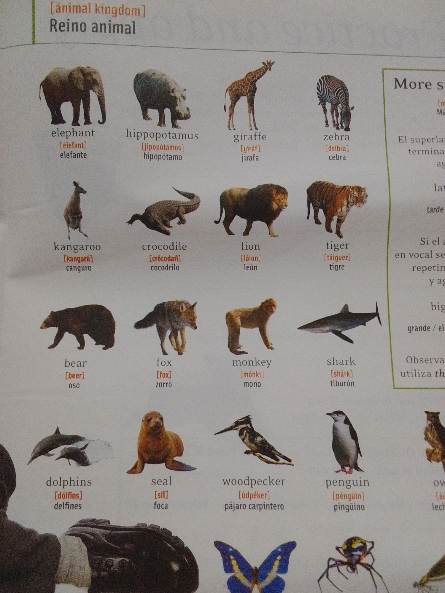 The image is a page from a children's book or educational material featuring a collection of animal illustrations and their names in English and Spanish, along with phonetic pronunciations. The title "animal kingdom" is at the top, with "Reino animal" below it.
The animals are arranged in rows. The first row shows an elephant, a hippopotamus, a giraffe, and a zebra. The second row shows a kangaroo, a crocodile, a lion, and a tiger. The third row features a bear, a fox, a monkey, and a shark. The fourth row displays dolphins, a seal, a woodpecker, and a penguin. Some of the illustrations are partially cropped out, suggesting the page continues. There is also text on the right side of the image which appears to be in Spanish and English, relating to grammar or language usage.
There is no information within the image that indicates a location in the city of La Tagua, Venezuela. The image appears to be a generic educational page and does not contain any geographical markers or context to link it to that specific location.