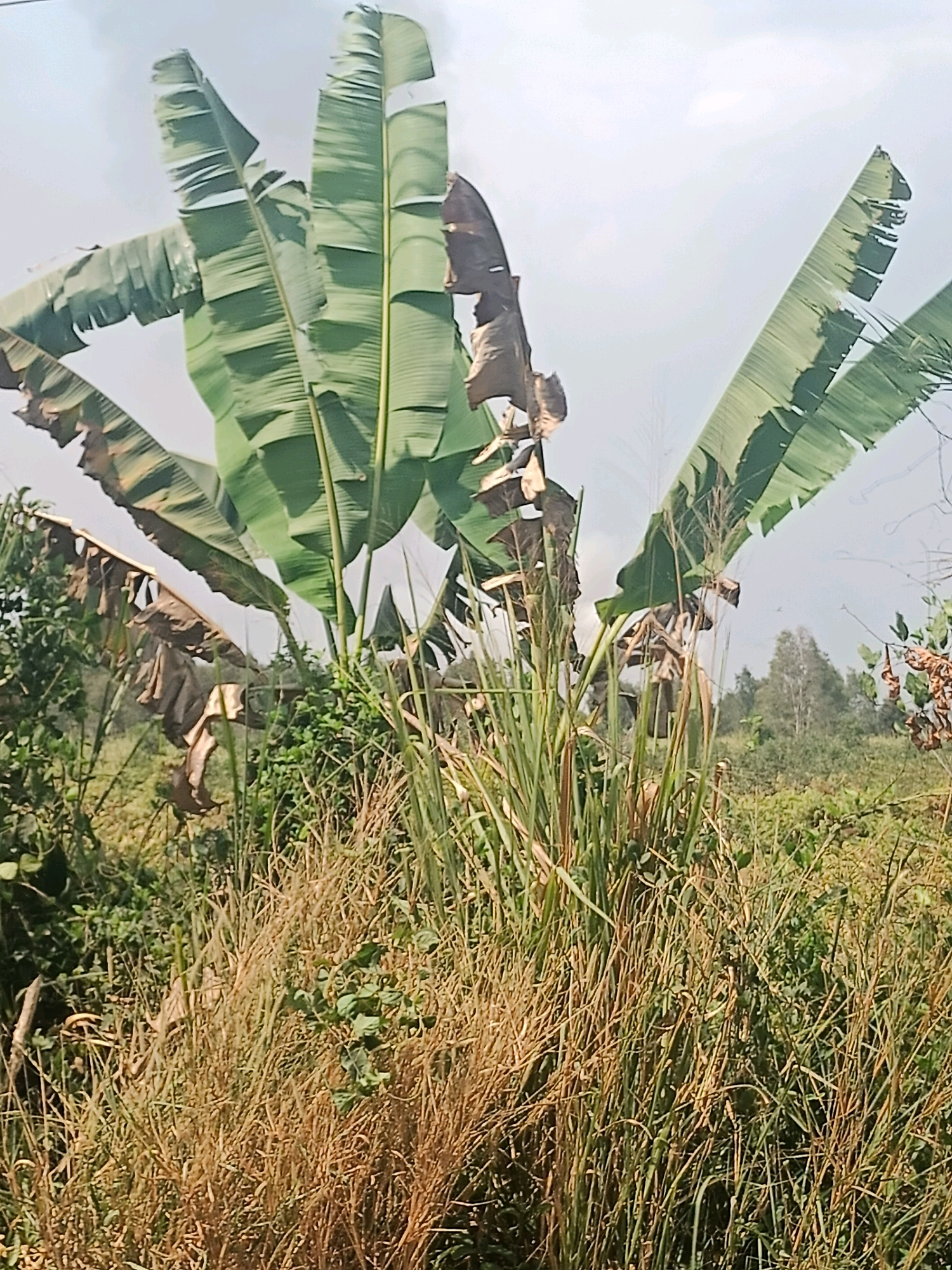 In the city of Sungai Rutas Hulu, Indonesia, an outdoor scene captures a lush natural environment. The image is dominated by large banana leaves, some of which are a vibrant green, while others show signs of dryness and decay, with brown, tattered edges. These leaves are positioned in the foreground and mid-ground, reaching upwards towards a hazy, light-colored sky.
Beneath the banana leaves, a dense thicket of tall, dry grass and reeds occupies the lower half of the frame. Interspersed within this dry vegetation are patches of green, leafy plants. In the background, a treeline is visible, suggesting a forested or rural area. The overall impression is one of a wild, untamed landscape, likely a field or the edge of a jungle. There are no people or visible man-made structures in the image.