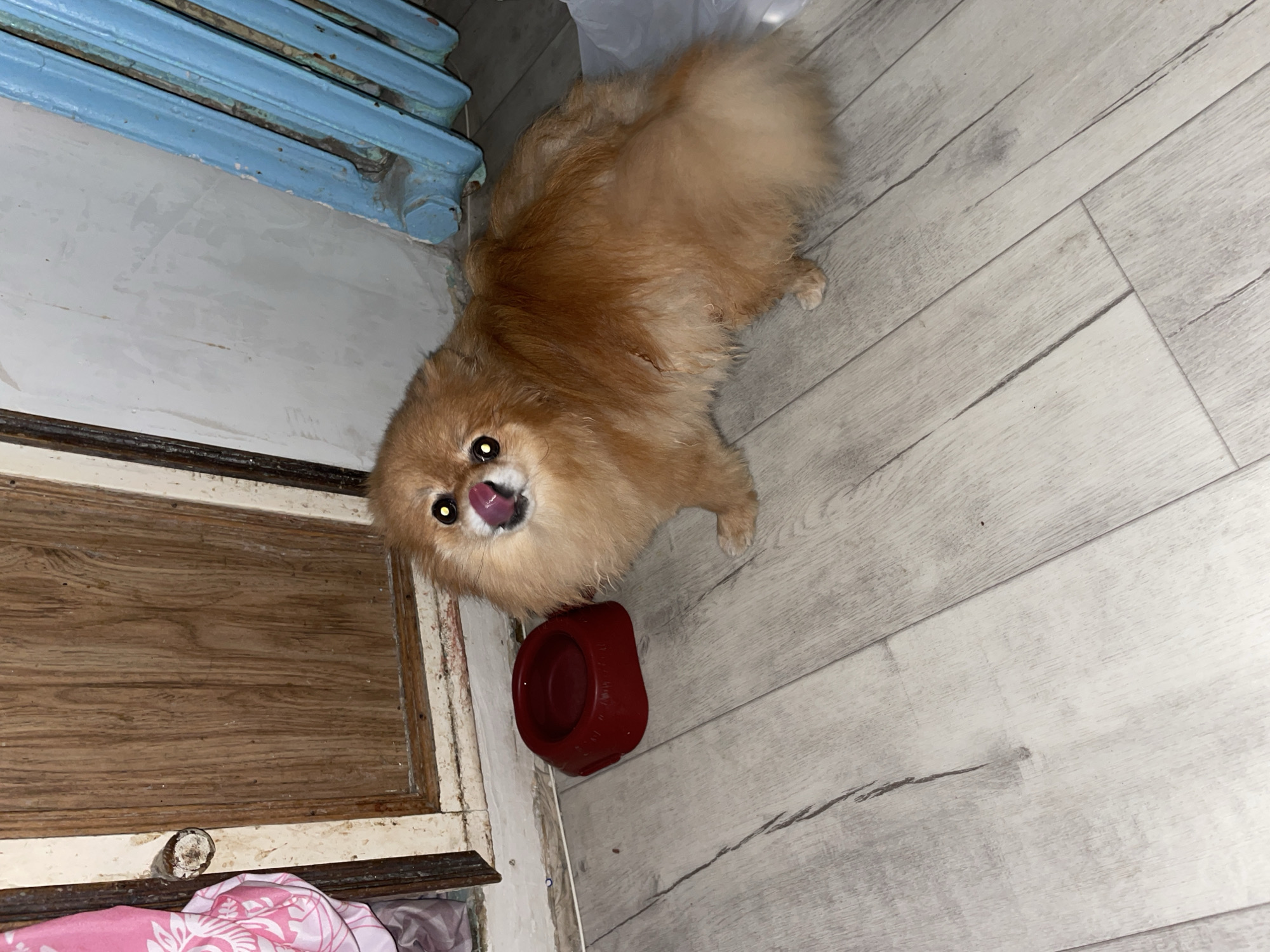 A top-down view shows a Pomeranian dog next to a red bowl on a light-colored wood-grain floor. The dog is looking up with its tongue sticking out. To the left is a dark wood cabinet or shelf, partially obscured by a pink patterned cloth. A blue radiator is in the upper left corner of the image. The location is Perm, Russia.