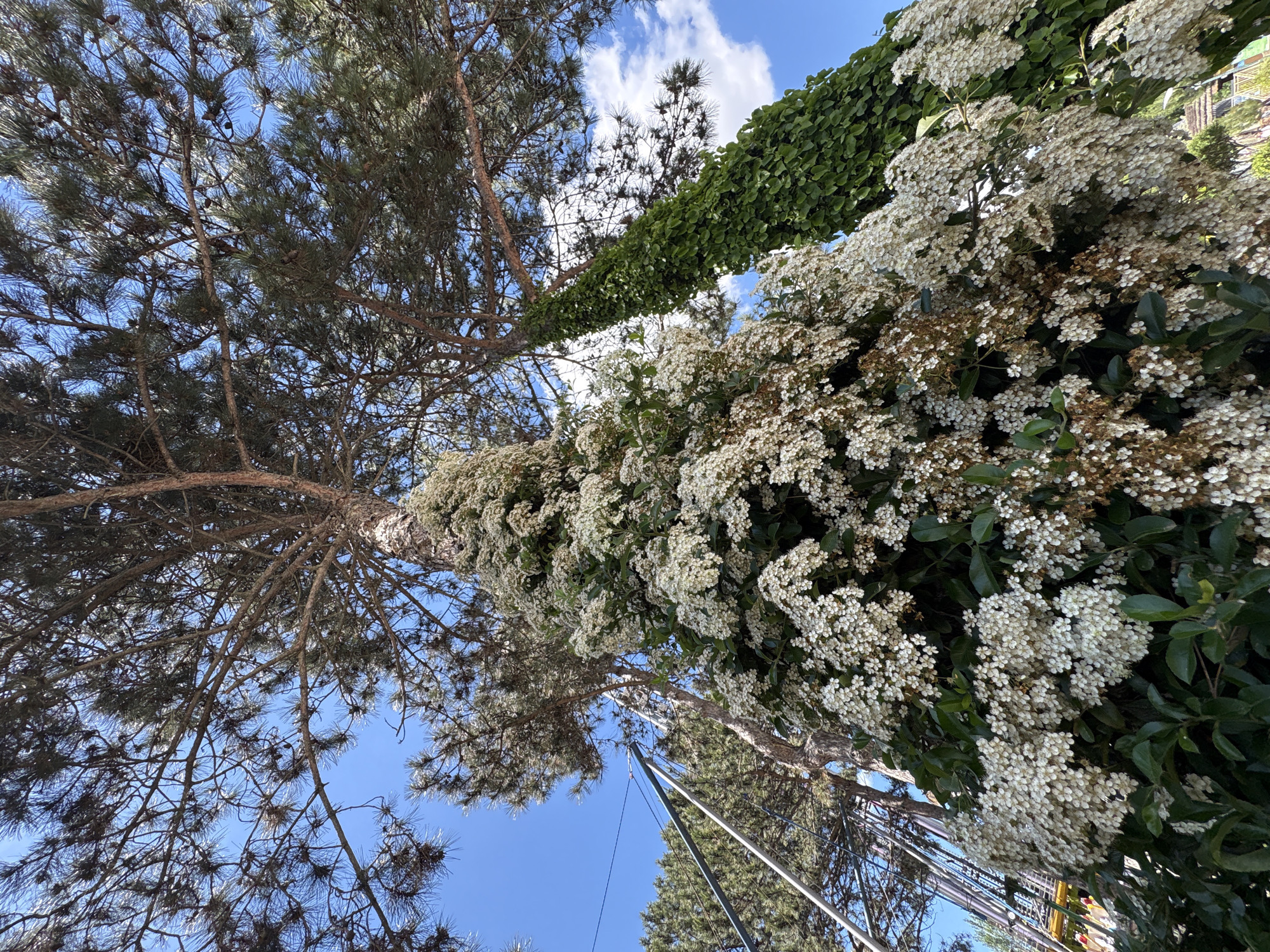 A low-angle shot looks up at two trees and the sky in Anapa, Russia. The tree on the left is a pine with sparse foliage and visible branches. The tree on the right is covered in green vine and white flowers. Above, a blue sky is visible through the trees and features scattered white clouds. Metal supports and a wire are partially visible in the lower portion of the frame, emerging from the base of the flowering tree. The overall view is upward, suggesting the scene was captured from the ground.