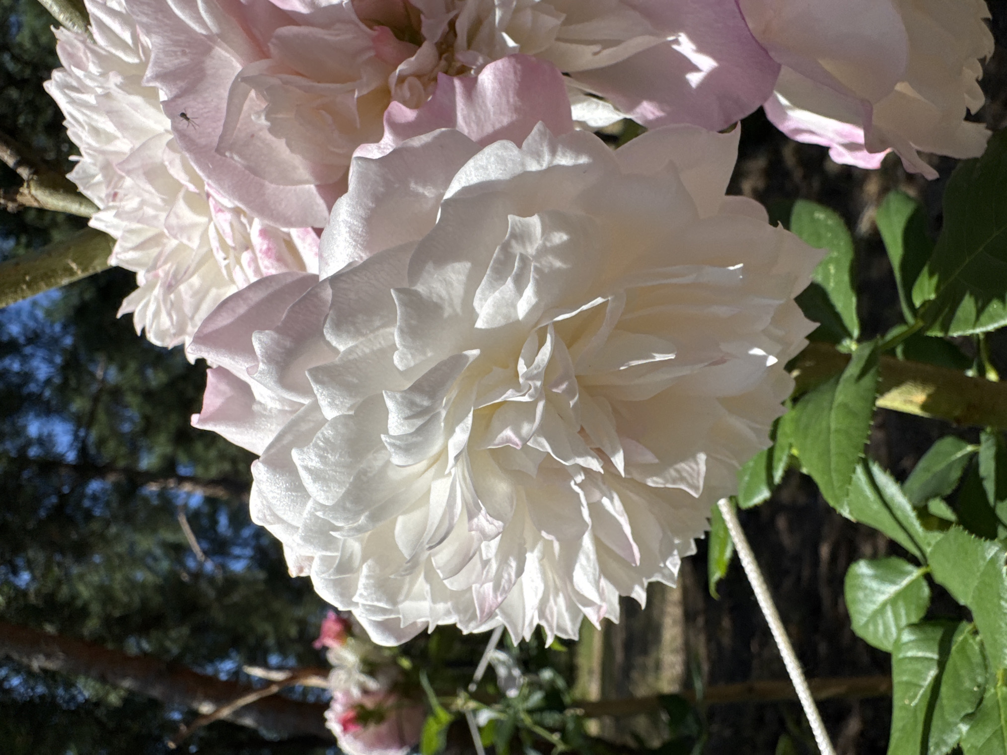 This is a close-up photograph of a cluster of white and pale pink roses. The main subject is a large, fully bloomed white rose in the foreground, its petals intricately layered and tinged with a faint pink hue at the edges. To the right and slightly behind, a pale pink rose is partially visible, also with ruffled petals. The background is softly blurred, showing hints of green foliage, tree trunks, and a clear blue sky with dappled sunlight. There is a thin white rope stretched across the lower left portion of the image, and a few green rose leaves are visible at the bottom. The scene appears to be in a garden. The image was captured in the city of Zelenaya Roshcha, Russia.