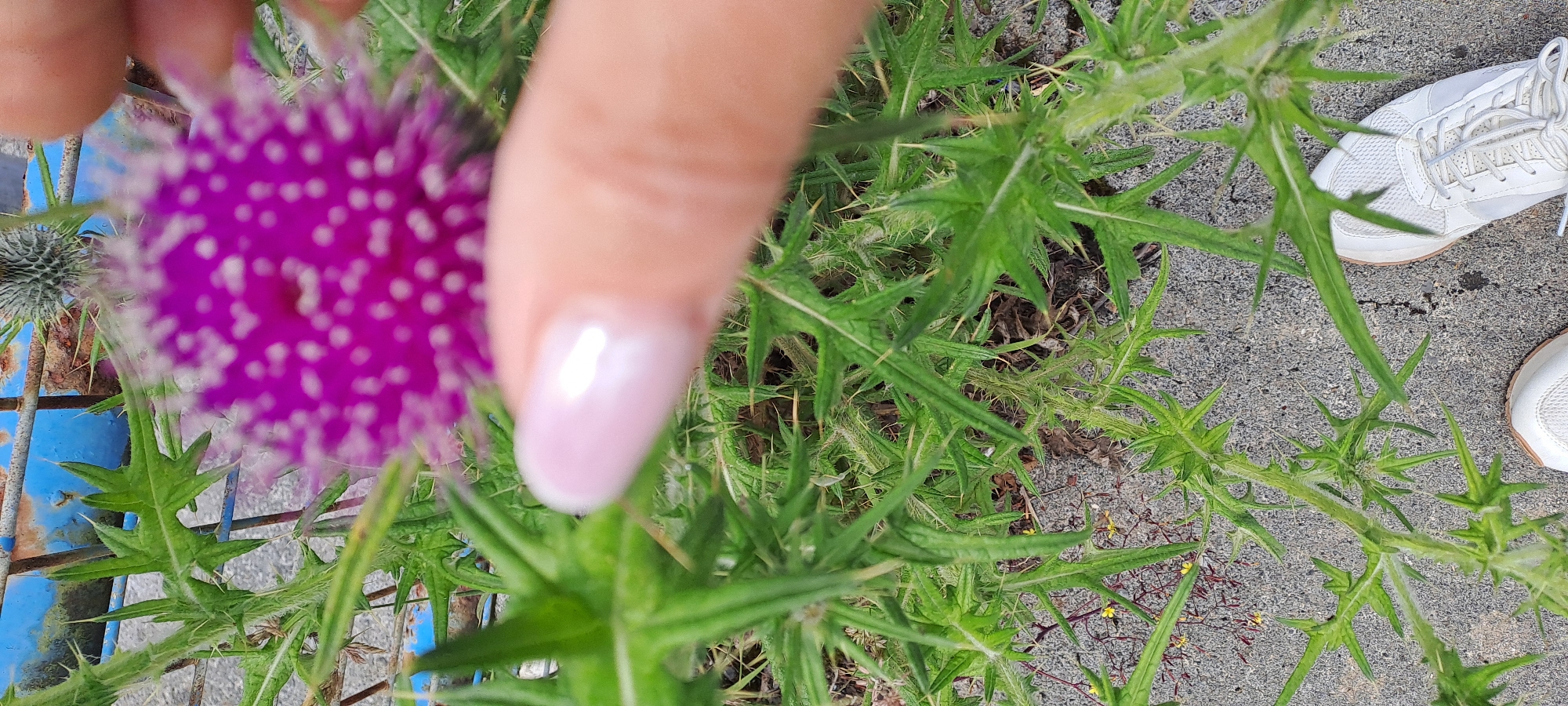 A close-up, low-angle, vertical, outdoor photograph taken at ground level shows a person's fingers reaching towards a bright pink thistle flower with white speckles. The flower is in sharp focus in the upper portion of the frame. The person's right index finger, with a light pink, glossy nail, is in the foreground, slightly blurred. The thistle plant has spiky, green leaves and stems covered in fine hairs. The ground beneath the plant appears to be a mixture of asphalt and small stones. In the lower right corner of the image, two white sneakers are visible. In the background, a blue and rusty metal fence can be seen. The image was taken in Castlebar, Ireland.