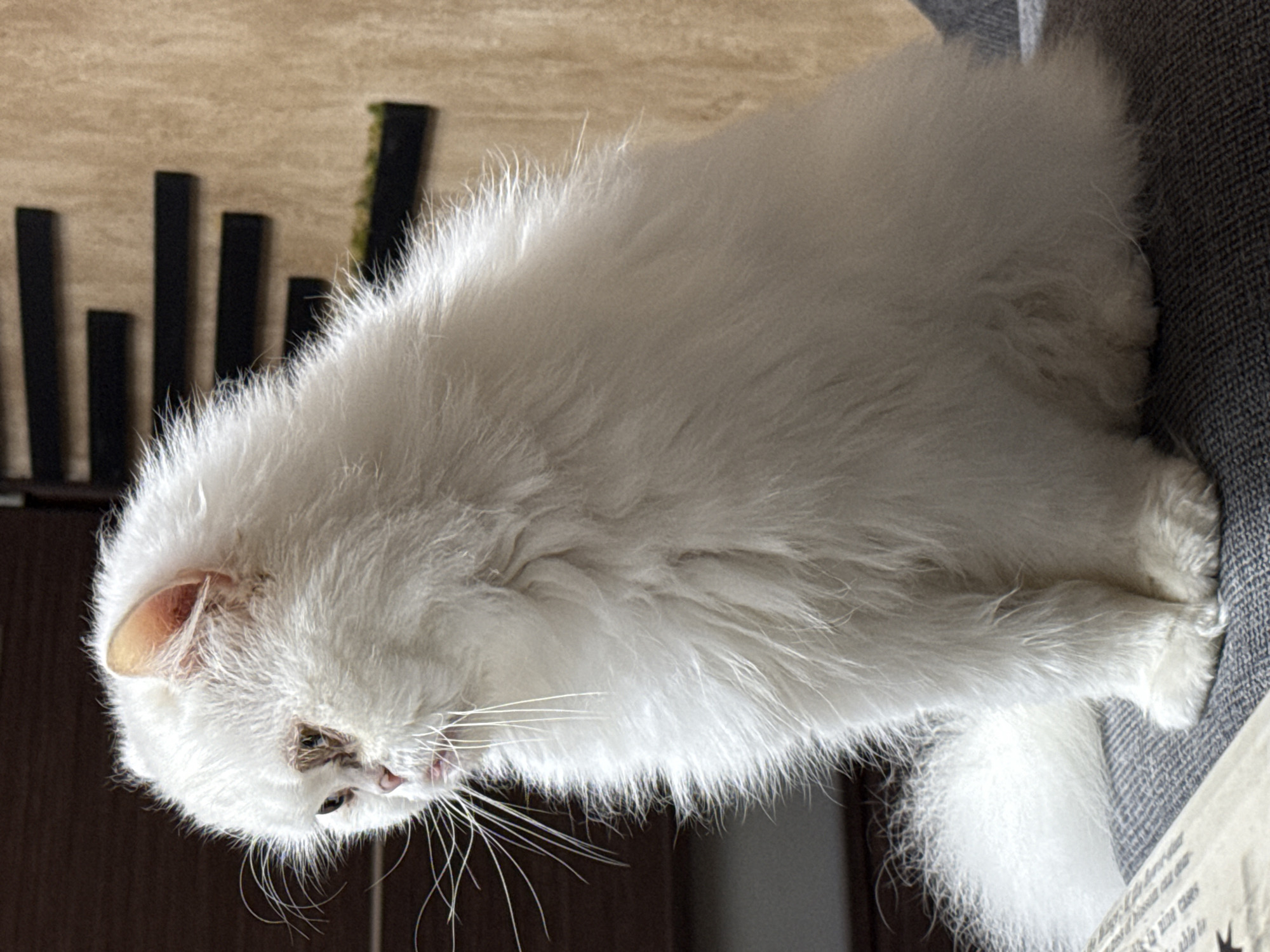 A close-up, angled, and slightly rotated shot depicts a fluffy, white cat resting on a grey, textured surface (possibly a sofa). The cat's head is in the lower left of the frame, showing its pink ear, nose, and long, white whiskers. The cat's body extends diagonally towards the upper right, merging into the grey surface. Behind the cat, a wooden shelf displays a decorative arrangement of dark vertical bars. The location in Burgas, Bulgaria cannot be determined from this image.