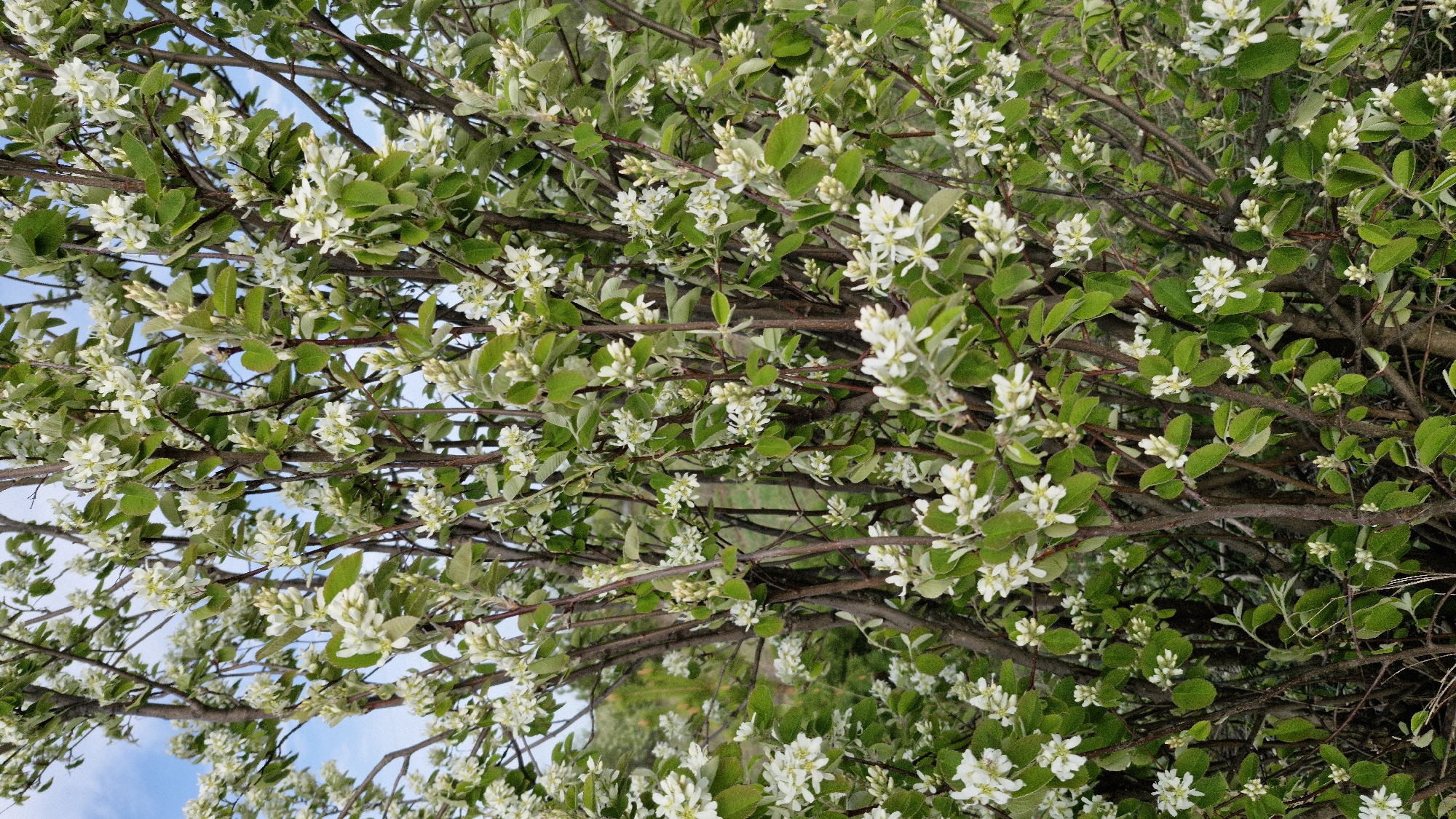 The image presents a close-up view of a tree or bush in full bloom, characterized by numerous small white flowers and green leaves. The branches are visible, creating a dense network throughout the composition. A patch of blue sky is discernible in the upper-left corner, suggesting an outdoor setting. The landscape visible through the trees could place the image in a city park or urban green area. The information about the city of Otchor, Russia, is not deducible from the image itself and is extraneous.