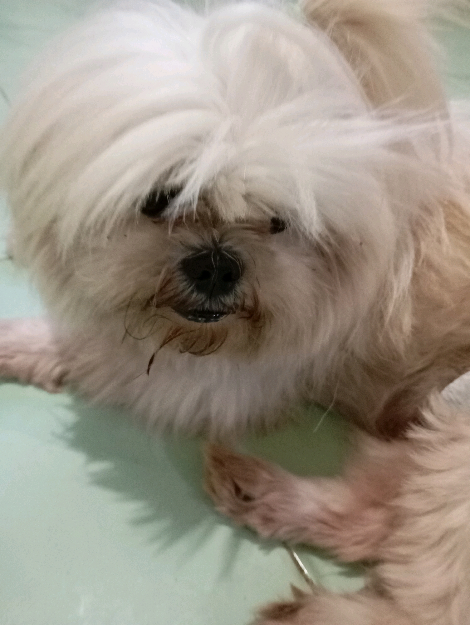 A close-up, slightly blurry, eye-level shot shows the face of a small, fluffy, light-colored dog lying down on a light green surface. The dog's fur is long and obscures much of its face, with white hair falling over its eyes. Its black nose is visible, along with its mouth, which appears slightly open, revealing some teeth. There are some darker, possibly wet, hairs around its muzzle. The dog's body extends out of the frame to the right, and a portion of its front paw is visible in the lower right quadrant. The green surface appears to be indoors, possibly a floor or table. The lighting creates soft shadows on the surface. The image was taken in Balikpapan, Indonesia.