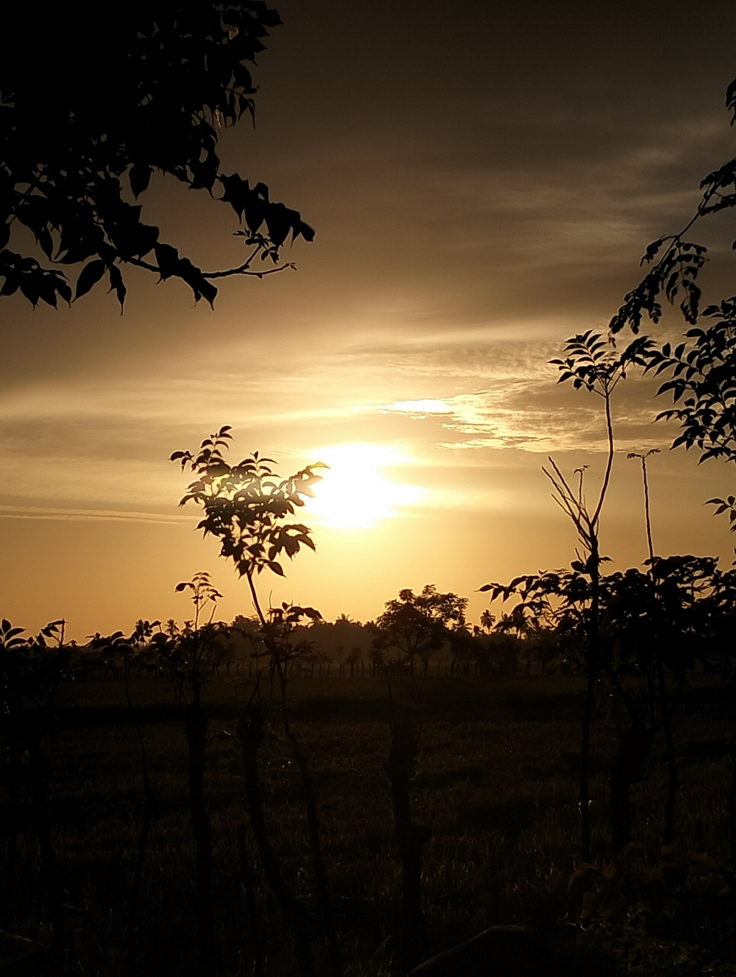 The image depicts a sunrise or sunset scene in Kulam, Indonesia. The sun is positioned centrally in the sky, partially obscured by clouds and casting a golden hue across the landscape. The foreground features silhouettes of trees and vegetation against the bright sky. A field stretches out in front of the trees, also in shadow. The sky contains streaks of clouds. The top of the image is framed by silhouetted tree branches with leaves. The scene is generally dark, with most details obscured in shadow except for the bright sun and the sky.