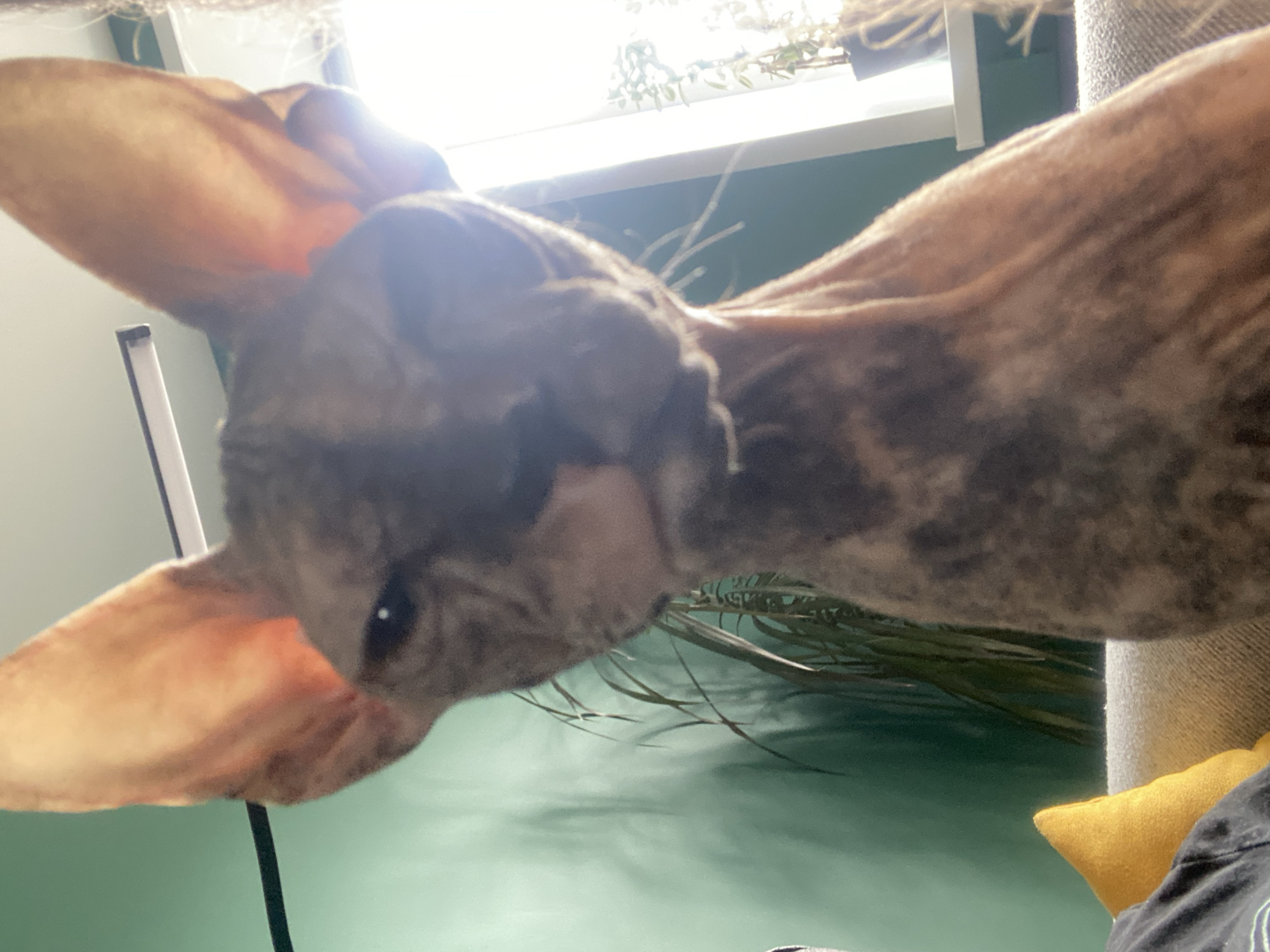 The image shows a close-up of a Sphynx cat. The cat's head is in the foreground, with its large, prominent ears clearly visible. The cat's skin is patterned with brown and gray markings. One eye is visible and appears dark. In the background, there is a blurred green wall with some indistinct plant-like objects in front of a window. Part of a cat tree covered in beige fabric, with a yellow pillow, is visible to the right. The image appears to have been taken indoors. There is no information to indicate its location.