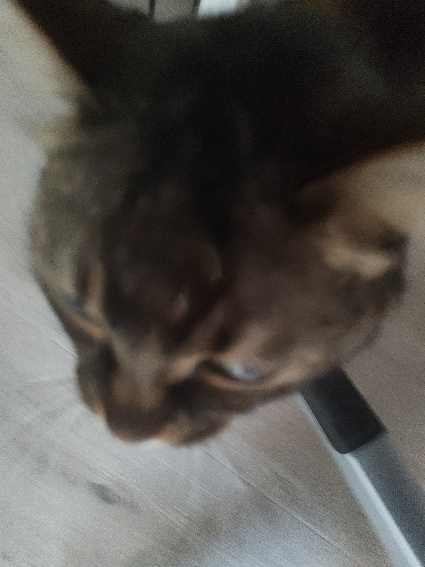 The image is a close-up, out-of-focus shot of a brown cat's face. The cat's eyes are partially visible, and its fur appears to be dark brown with some lighter brown or tan markings. The background is blurry and appears to be a light-colored floor with some lines, possibly wood grain. A dark, rectangular object is also visible in the lower right portion of the image. There is no indication of the location being in Il'inskiy, Russia or any other specific city.