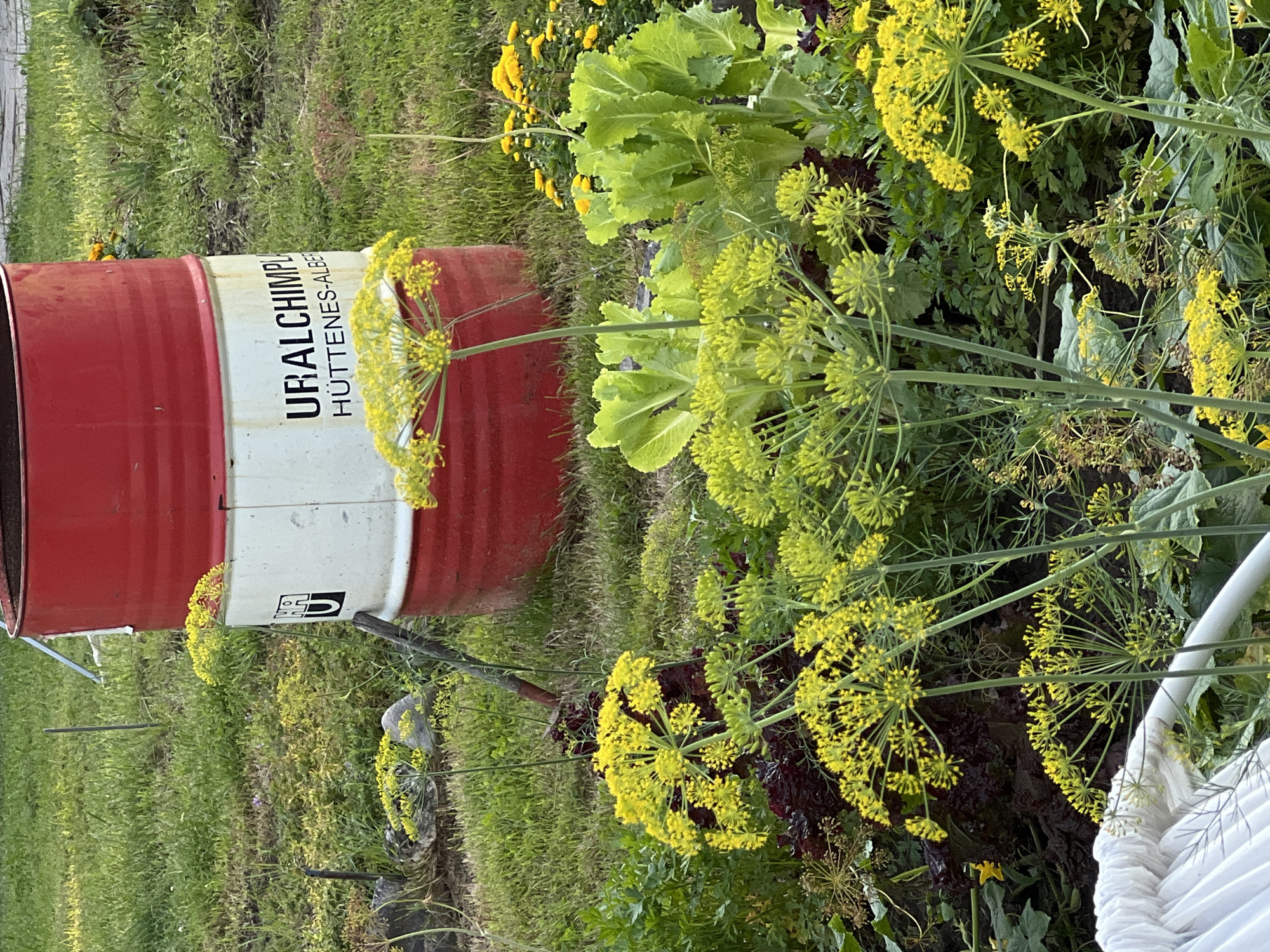 This image depicts an outdoor scene in Strakhovo (Sitnikovskii S/S), Russia, featuring a garden area with a large red and white industrial drum. The drum, with visible text reading "URALCHIMPL" and "HÜTTENES-ALBE", is positioned behind a variety of plants, including dill with its characteristic yellow umbel flowers, leafy green lettuce, and dark red leafy vegetables. The ground is covered with grass and some scattered stones. The lighting suggests it is daytime, with sunlight casting shadows and illuminating the vegetation. There are no people visible in the image. The overall environment appears to be a rural or semi-rural garden setting.