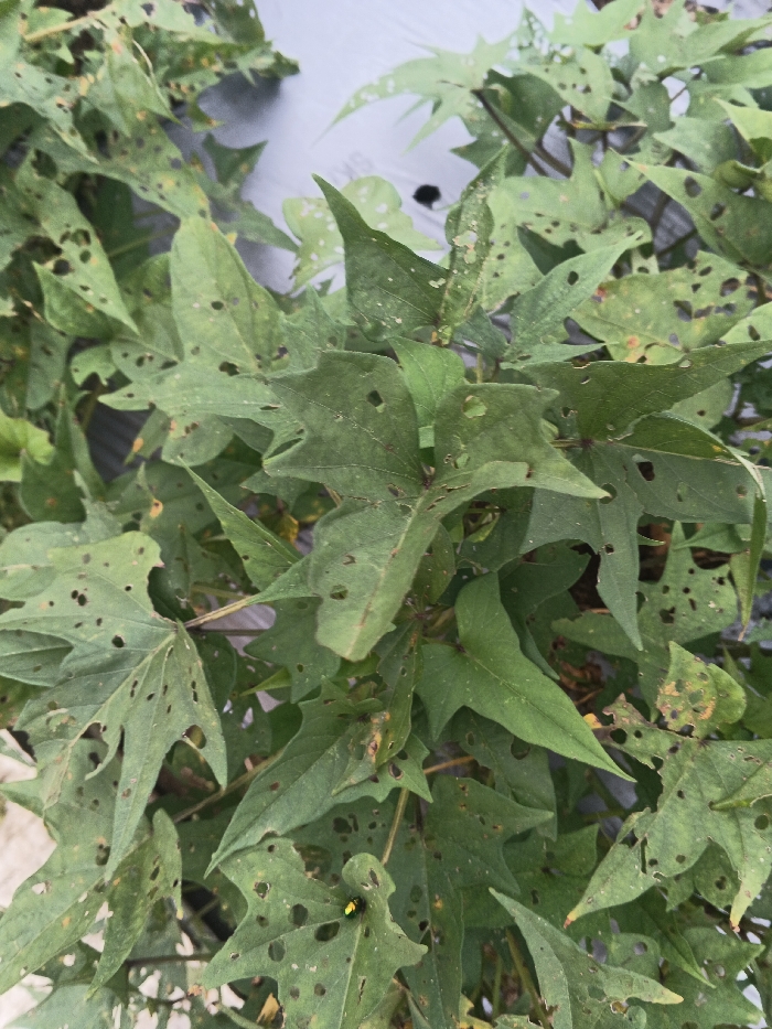 The image depicts a close-up view of multiple green plant leaves, exhibiting significant damage consistent with insect herbivory, located in Đăk Mar, Vietnam. The leaves are generally heart-shaped or palmate, with numerous irregular holes of varying sizes perforated throughout their surfaces. Some leaves display minor discoloration, presenting yellowish or brownish tints adjacent to the perforations. A small, iridescent green and yellow insect, likely a beetle, is present on a leaf in the lower-left quadrant, positioned near areas of damage. The background reveals a blurred, light-colored material, possibly agricultural plastic mulch, partially visible beneath and behind the foliage, indicating a cultivated environment. No human subjects are visible.