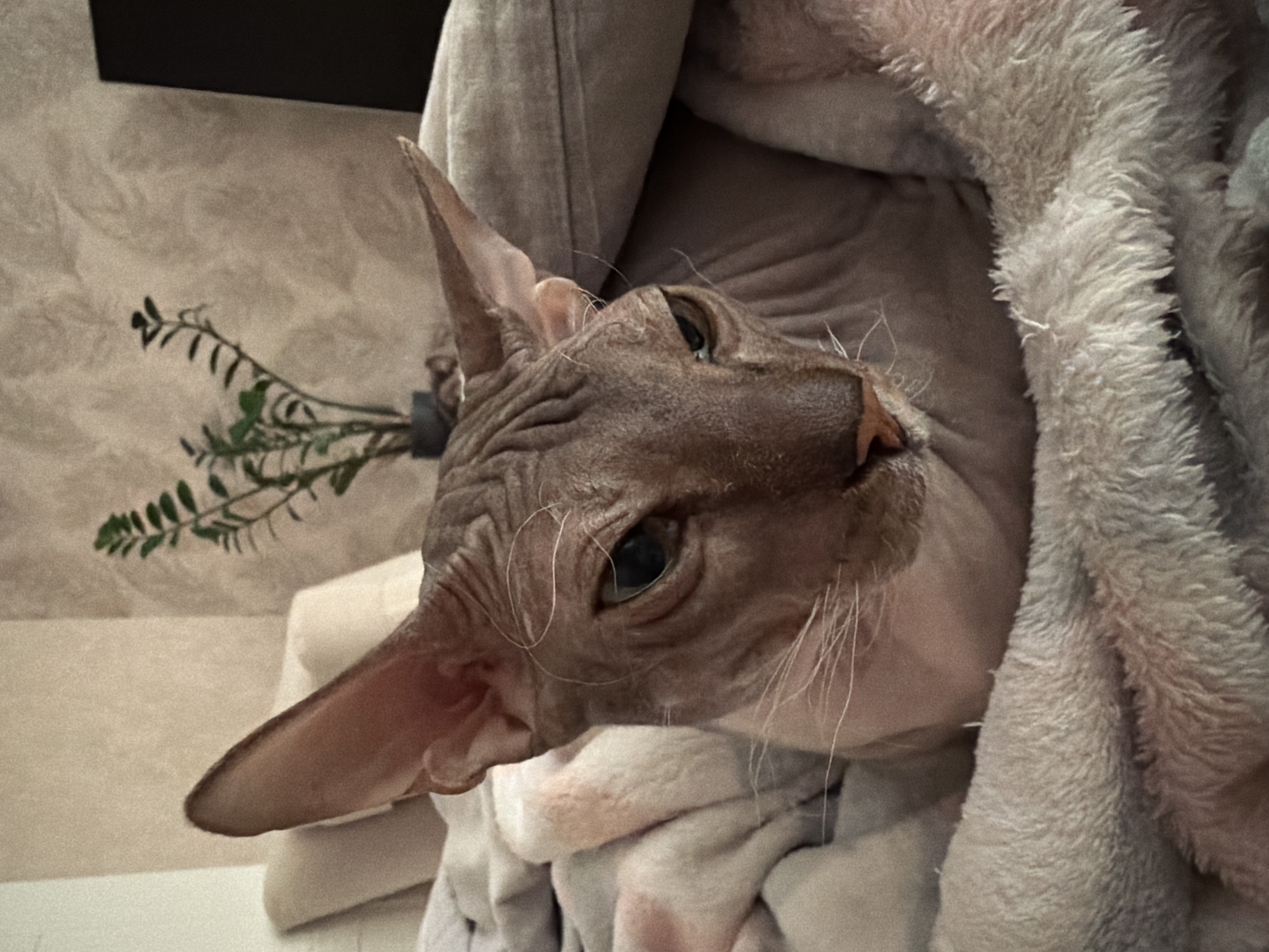 A close-up shot depicts a hairless Sphynx cat nestled in a soft, light-gray blanket. The cat's head is tilted slightly upwards, its large, pointed ears prominently displayed. The cat has visible wrinkles on its face, and light-colored whiskers. Its eyes are light-green in color. Behind the cat, there is a blurred background including what appears to be an indoor plant with dark-green leaves and towels or pillows. There is no indication in the photo that it was taken in Izhevsk, Russia, or any other specific location.