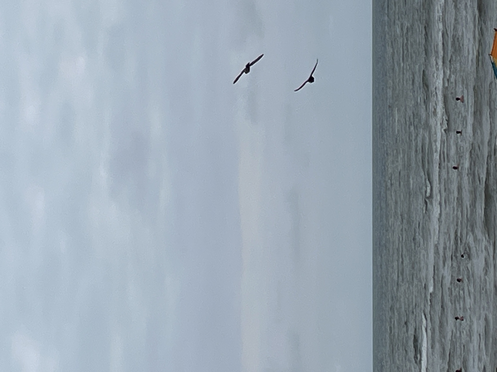 The image depicts a cloudy day at the beach in Ureki, Georgia. The sea is choppy with moderate waves. In the water, several people are visible, some partially submerged, indicating they are swimming or wading. Two birds are in flight in the sky, silhouetted against the overcast sky. The horizon is visible, separating the sea from the sky. A small portion of a beach umbrella or tent is visible in the lower right corner of the frame. The overall atmosphere is subdued due to the cloudy weather.