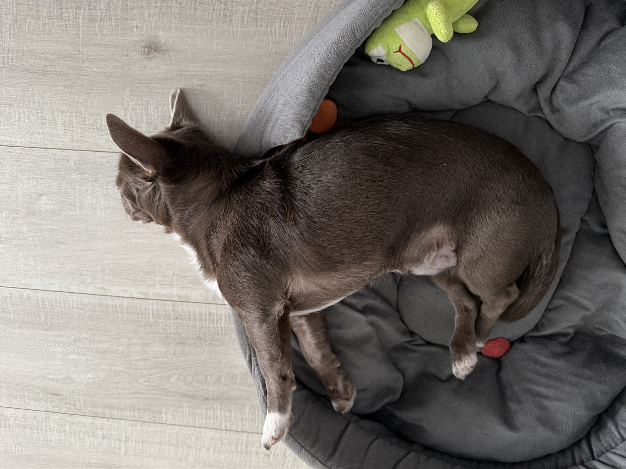 A brown Chihuahua dog is asleep in a gray dog bed on a light gray wooden floor. The bed also contains a green frog stuffed toy and a small orange ball. A red object is at the foot of the dog. The dog is on its right side with its head facing left. The location of the image is unknown.