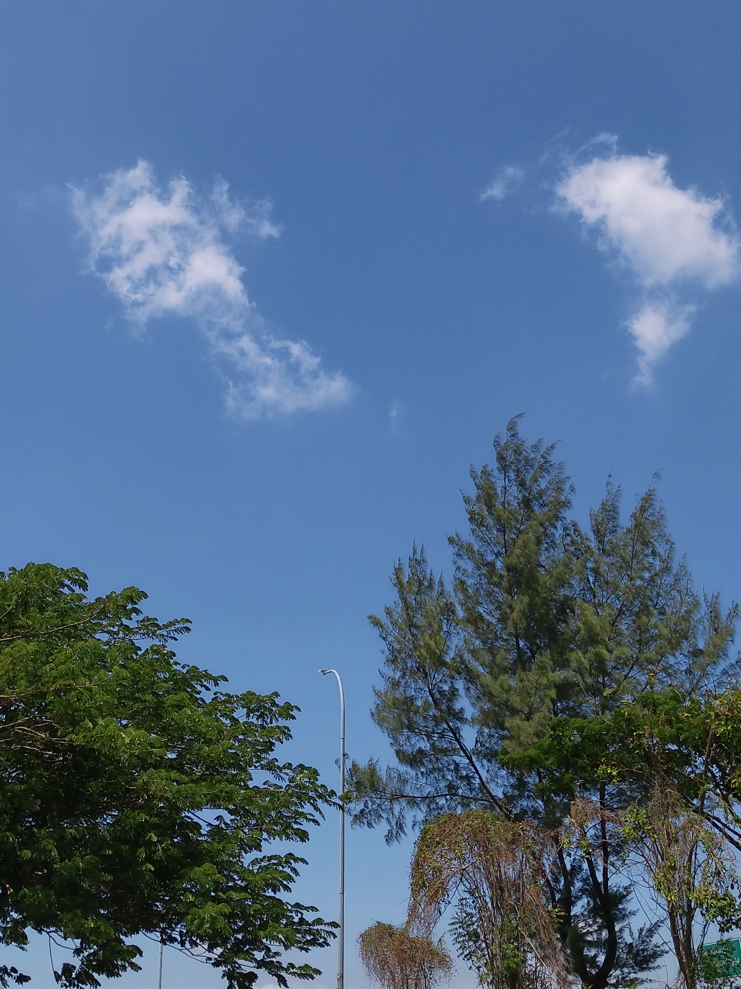 A clear blue sky dominates the upper portion of the image, with a few wispy white clouds scattered across it. In the foreground, lush green trees frame the lower part of the scene. On the left, a broad, leafy tree with vibrant green foliage occupies a significant portion of the frame. To the right of this, a tall pine-like tree with feathery needles stretches upwards. Beneath these trees, a modern street lamp with a curved arm and a single light fixture is visible, suggesting an urban or semi-urban environment. The overall impression is one of a bright, sunny day. The image was taken in Sumber Glagah, Indonesia.