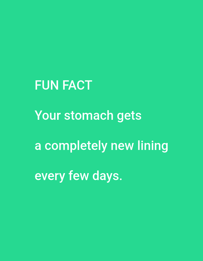 The image displays white text on a bright green background. The text reads:
"FUN FACT
Your stomach gets
a completely new lining
every few days."
There are no people, objects, or any discernible elements that would allow for the determination of a specific location in Lagos, Nigeria. The image is a simple text overlay on a solid color.