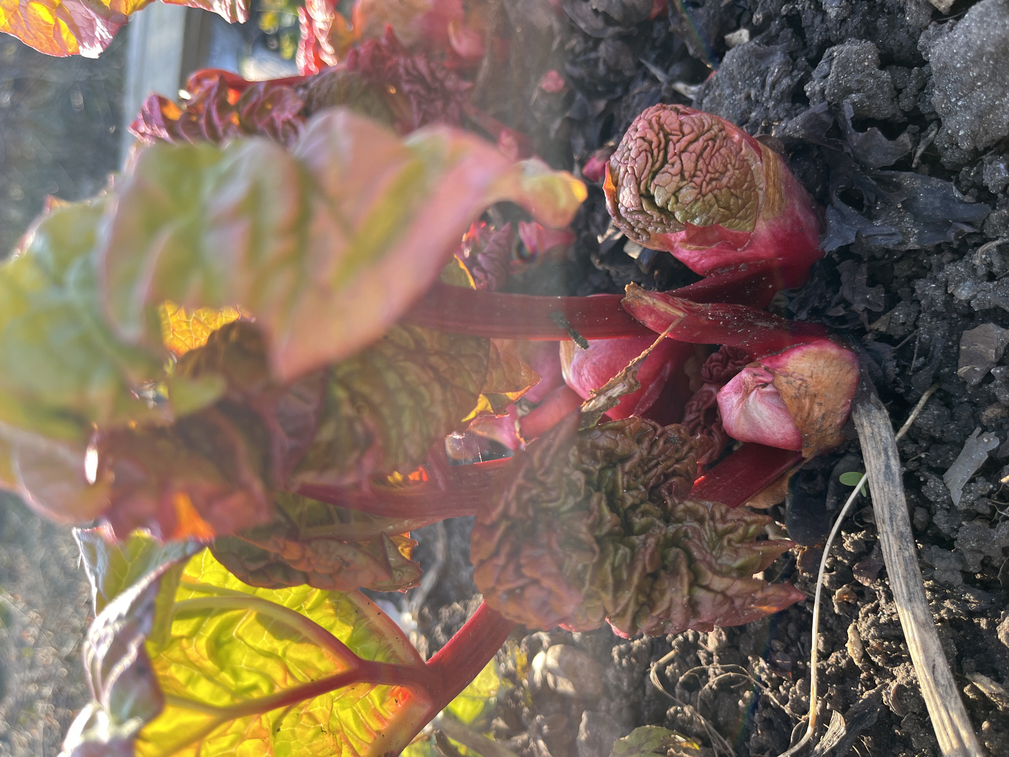 This close-up, outdoor photograph captures rhubarb plants (Rheum rhabarbarum) in the early stages of growth. The scene features multiple rhubarb shoots emerging from dark, rich soil, indicative of early spring in Chaikovsky, Russia.
The primary subjects are the vibrant rhubarb stalks and nascent leaves. Several young, tightly furled rhubarb buds, colored reddish-brown and green, are visible on the right side of the frame, pushing up through the earth. Some longer, reddish stalks extend upwards and to the left, bearing partially unfurled leaves. These leaves show a striking color transition from deep red at the base of the veins to bright green and yellow where sunlight illuminates them. The texture of the young, crumpled leaves is clearly visible.
The image is captured with strong backlighting, likely from a low sun in the early morning or late afternoon. This creates a warm, golden glow on the translucent leaves, particularly those in the foreground and mid-ground. The light also causes some lens flare and soft bokeh effects in the background, adding to the ethereal quality. The soil around the plants is dark and appears damp, mixed with some dried organic matter from previous seasons.
The focus is on the rhubarb plants, with varying degrees of sharpness. Some foreground elements are softly blurred, directing the eye towards the emerging growth. No visible text is present in the image. The overall impression is one of fresh, vigorous new life emerging in a garden setting.