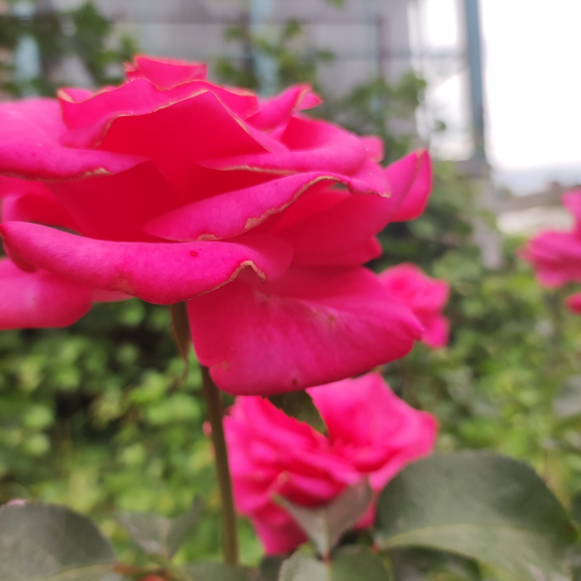 A close-up, low-angle outdoor photograph captures a vibrant pink rose in bloom, with its petals appearing slightly ruffled and edged in a lighter hue. The rose is the primary subject, filling a significant portion of the frame. In the background, out of focus, is lush green foliage, suggesting a garden or park setting. To the upper right, blurred architectural elements, possibly a building or fence, are visible against a bright, hazy sky. The image is devoid of human presence. It is not possible to determine the location within Navoloki, Russia from the visual information provided.