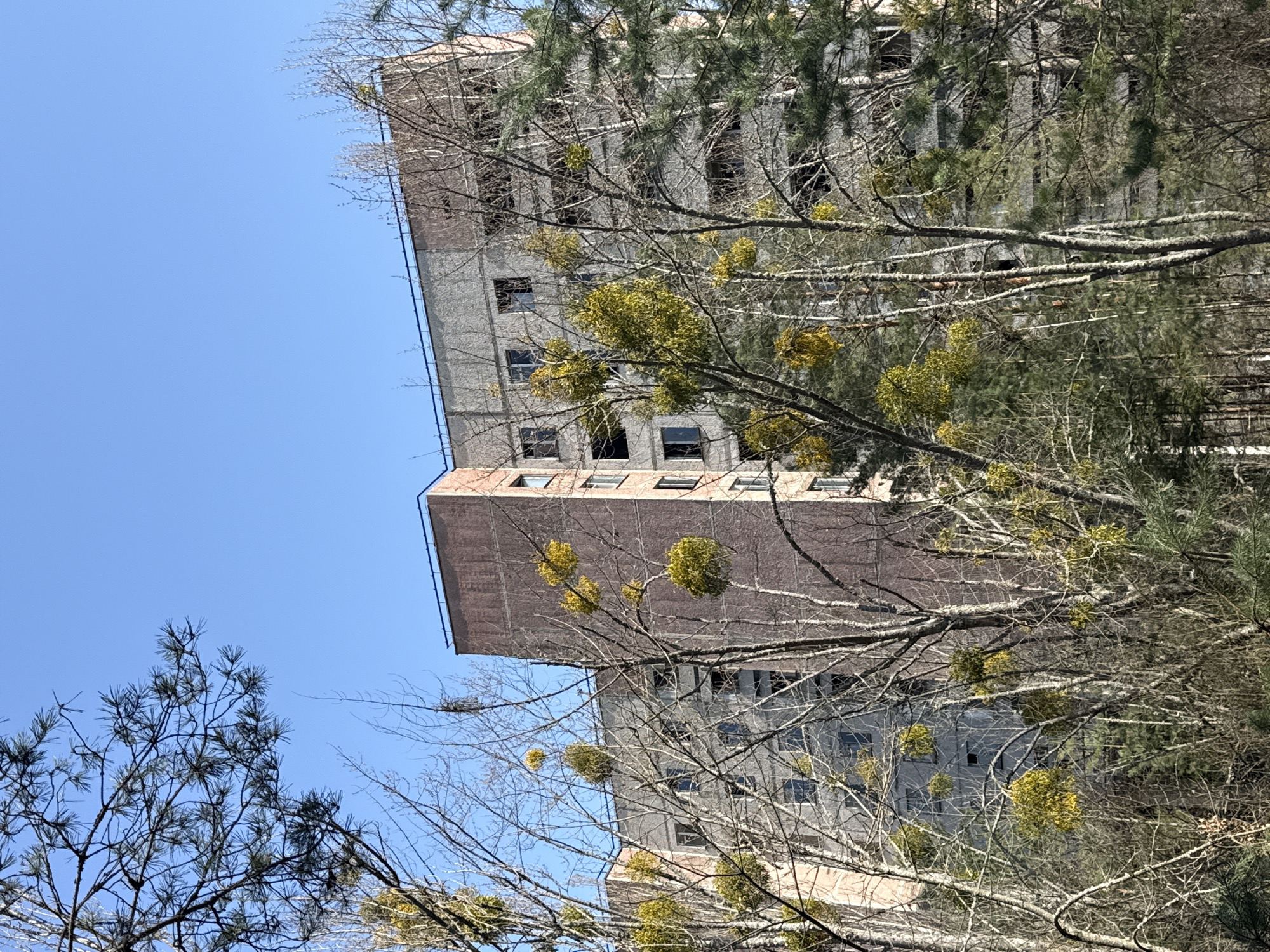 The image shows an abandoned building in Prypiat, Ukraine, viewed from below through tree branches. The building is multi-story, with numerous empty window openings. The facade is weathered and appears to be constructed from concrete and brick. Trees are prevalent in the foreground, with some branches displaying clumps of mistletoe. The sky is clear and blue. The scene depicts the desolation of the area following the Chernobyl disaster.