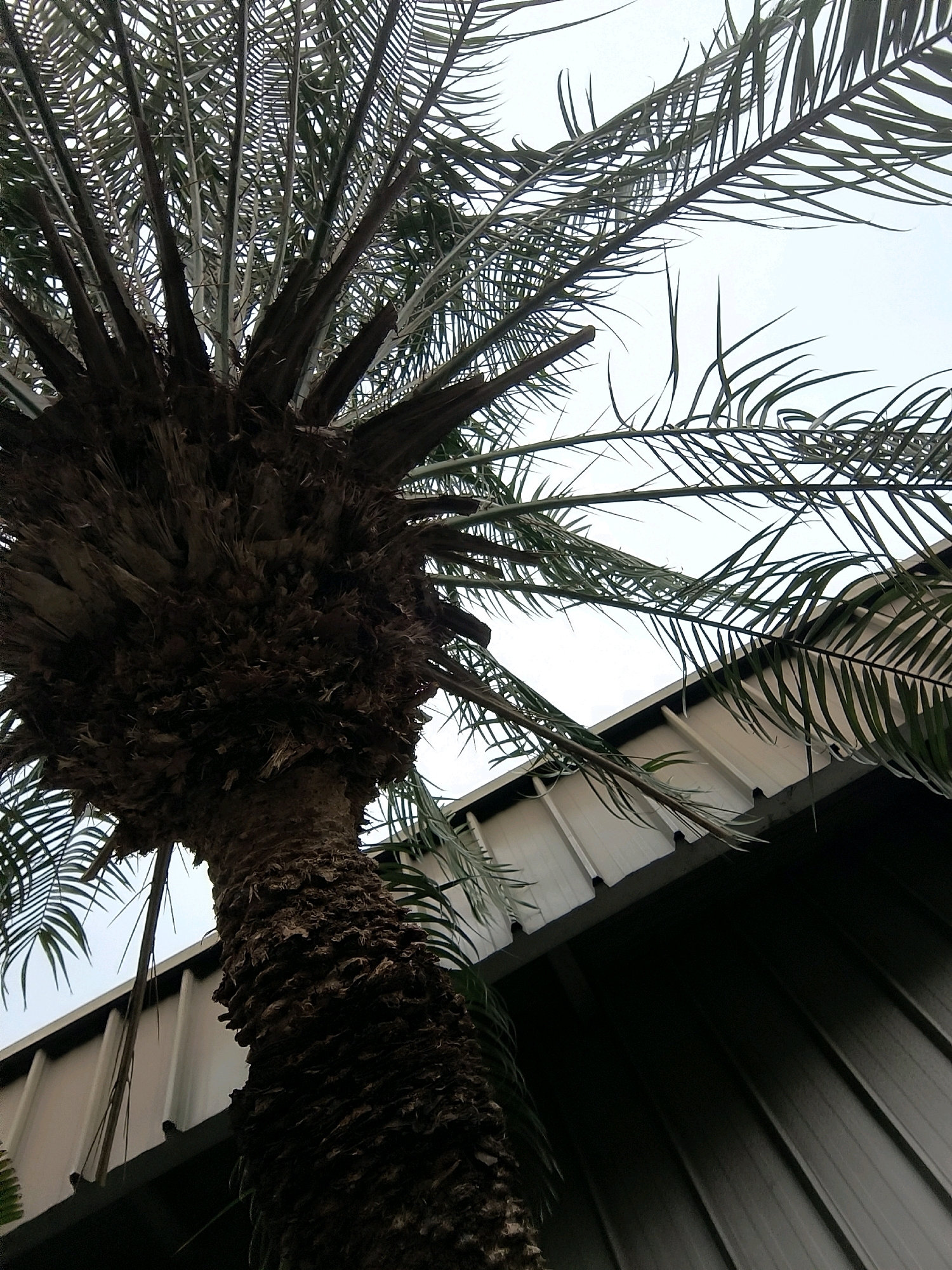 The image shows a close-up, low-angle view of a palm tree trunk and its fronds against a cloudy sky. The rough, textured bark of the trunk is dark brown and appears fibrous. The fronds are long, thin, and green, arching upwards and outwards, with some fronds extending towards the right of the frame. In the background, a portion of a building with a light-colored, corrugated metal roof is visible. The building's facade is a light cream or off-white color, with horizontal lines indicating the corrugation. A dark shadow falls across the lower right portion of the building's wall. The overall impression is one of lush greenery contrasting with man-made architecture. The image does not contain any people or provide any specific indicators of its location within Bandung City, Indonesia.