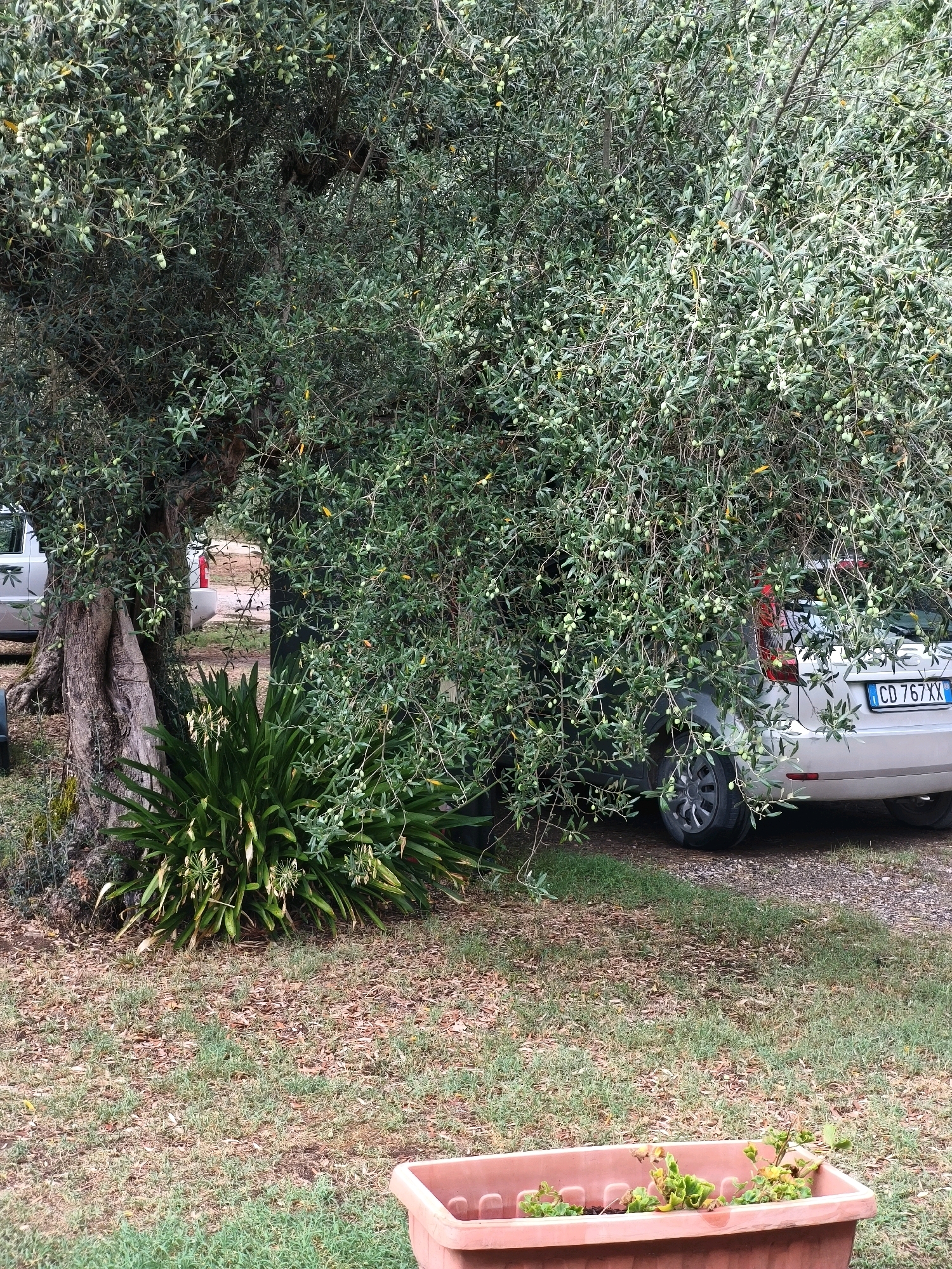 A weathered, ancient olive tree with a thick, gnarled trunk dominates the left side of the frame, its branches laden with small green olives and dense foliage. The tree's canopy extends to the right, partially obscuring a silver car parked behind it. The car, a hatchback with a license plate reading "CD 767 XX", is facing right, with its rear visible. Beneath the olive tree and to its right, a cluster of tall, green plants with drooping, spiky leaves and white flower stalks grows. The ground is covered in a mixture of dry grass, fallen leaves, and small stones, suggesting an outdoor setting, possibly a garden or a rural area. In the foreground, a rectangular terracotta planter holds a few small, struggling plants. The background reveals more vegetation and what appears to be a path or road. The scene is set in Passignano sul Trasimeno, Italy, as indicated by the style of the car's license plate, which is typical of Italian plates, and the type of vegetation, consistent with the Mediterranean climate. The overall impression is one of a tranquil, perhaps slightly overgrown, outdoor space.