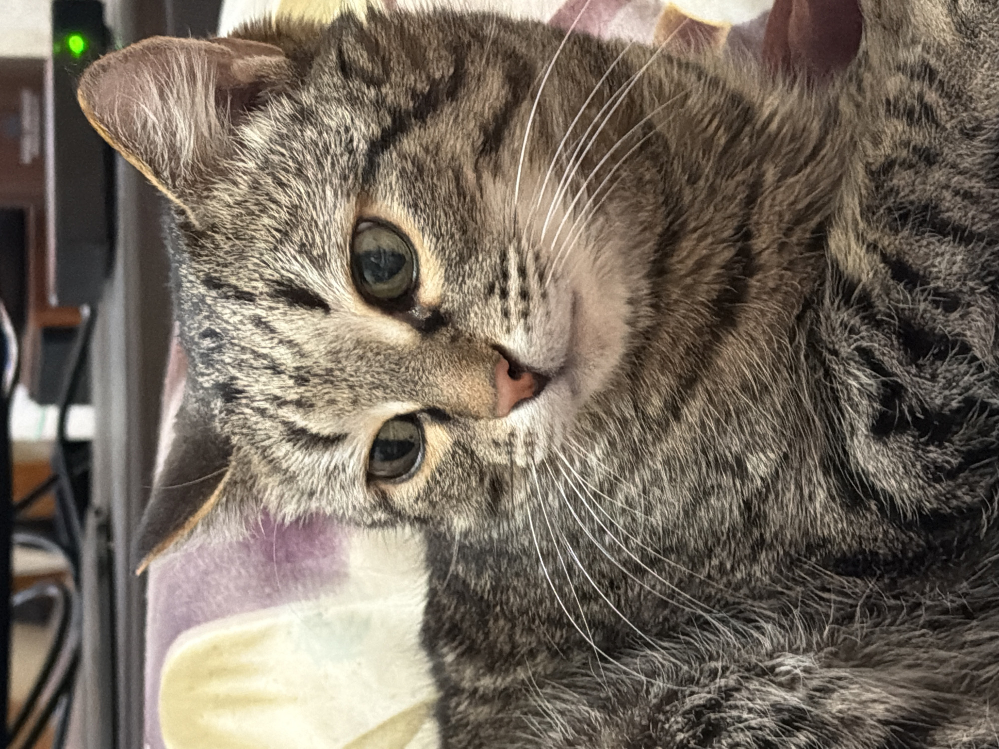 A close-up shows a gray tabby cat lying on a surface with a lavender and yellow pattern. The cat's head is tilted towards the left. The cat has short, gray and brown tabby fur. Its eyes are green. Its whiskers are long and white. The cat is the primary subject. The background is out of focus, but a dark, vertical object with a green light is visible in the top left corner.
There is no indication of the city of Izhevsk, Russia.