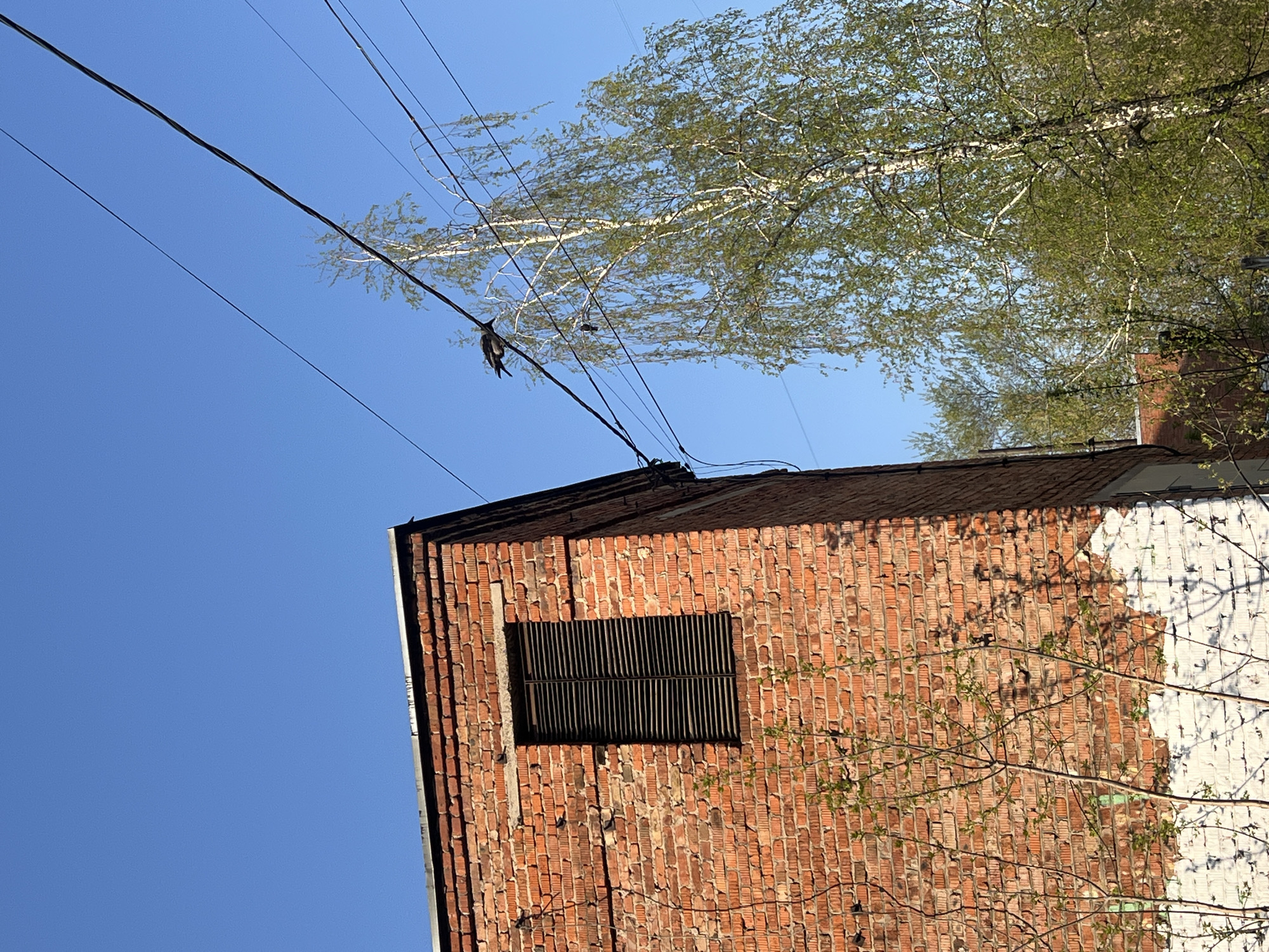 The image presents a view in Chaikovsky, Russia, showcasing a brick building with a dark-colored metal vent covering a window. The building's exterior is marked by patches of white paint, partially obscuring the brickwork. A dark bird is perched on a power line in the upper-left section of the image. Overhead, a tree with green leaves is visible. The sky is clear and blue.