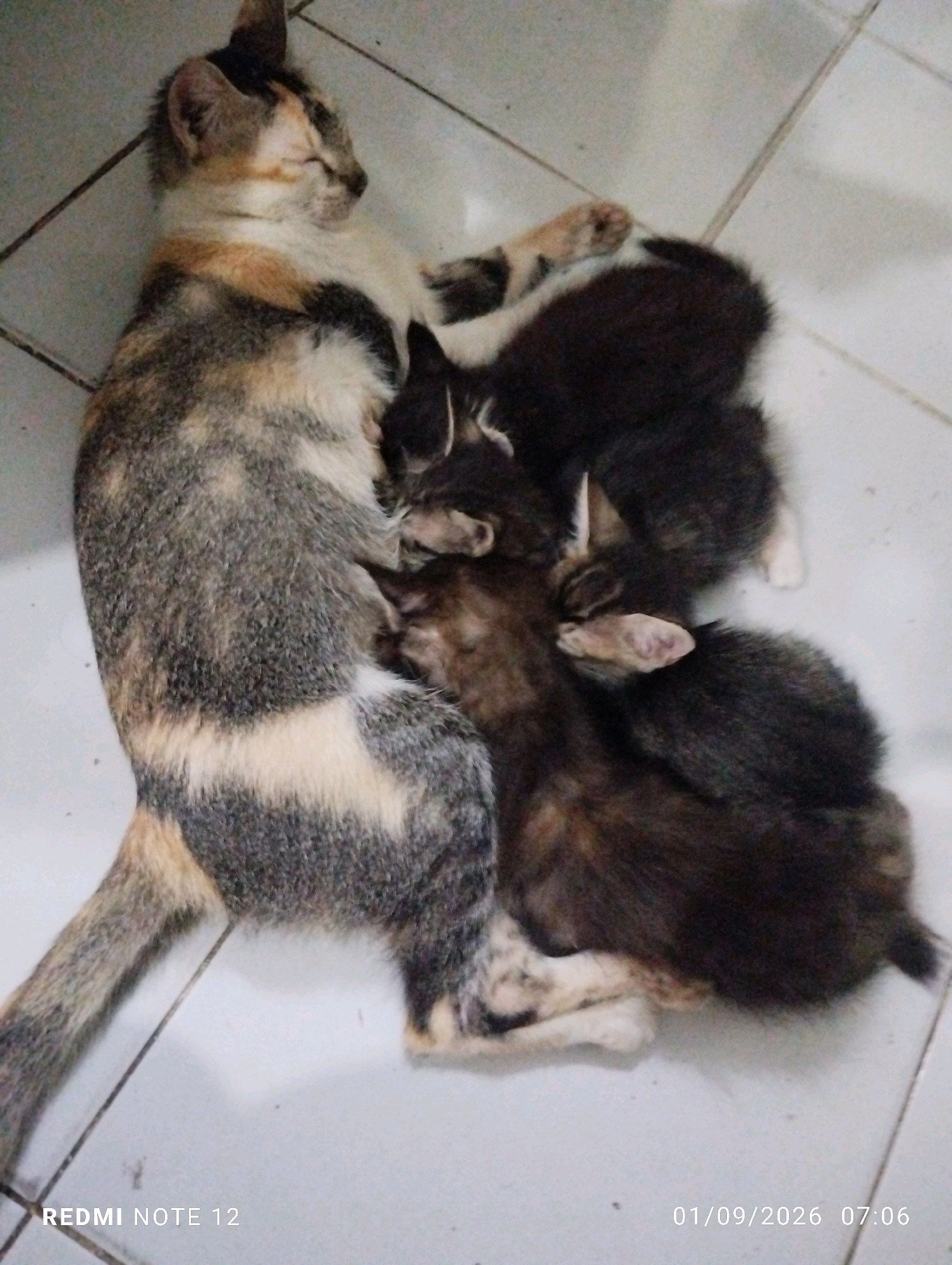 A calico cat is lying on a tiled floor, with three kittens nestled against its belly. The cat's eyes are closed, and it appears to be sleeping or resting. The kittens are dark-colored and are suckling or resting close to their mother. The floor tiles are light-colored and have visible grout lines. The scene suggests a domestic environment, possibly a home in Bekasi, Indonesia, given the timestamp on the image.