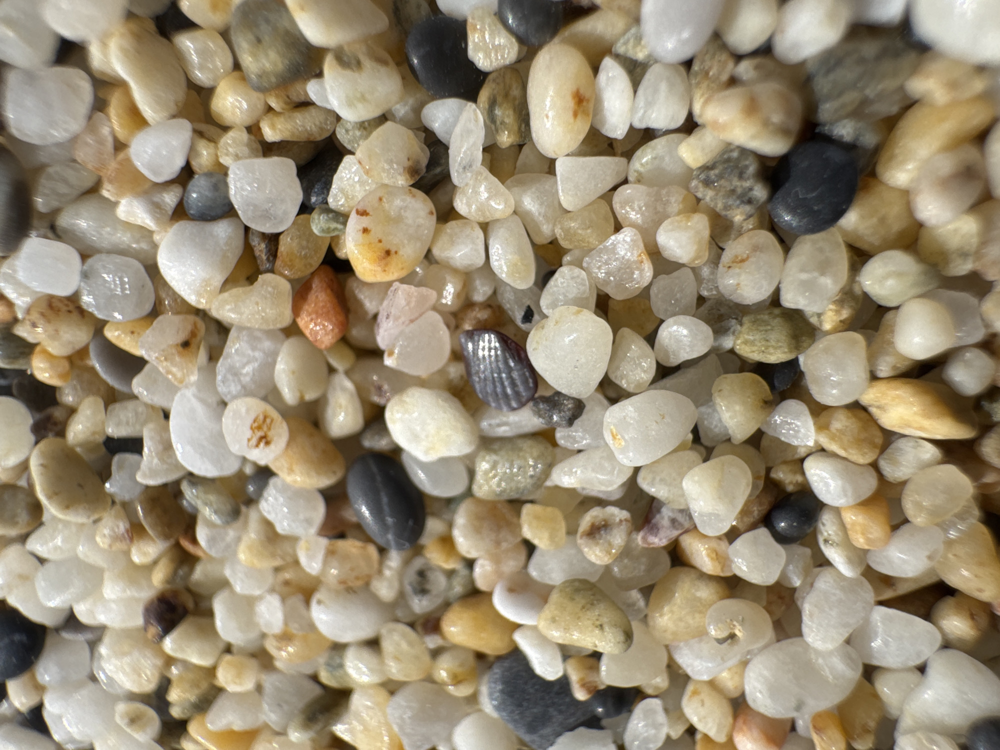 This image shows a close-up view of a collection of small, smooth pebbles and sand grains. The stones vary in color, with shades of white, cream, beige, yellow, gray, brown, and black present. The pebbles range in shape, from rounded to more angular. The light reflecting off the surfaces indicates some moisture or a glossy finish. Given the likely context of Alanya, Turkey, this is likely beach sand. There are no people, subjects, actions, or interactions present in the image.