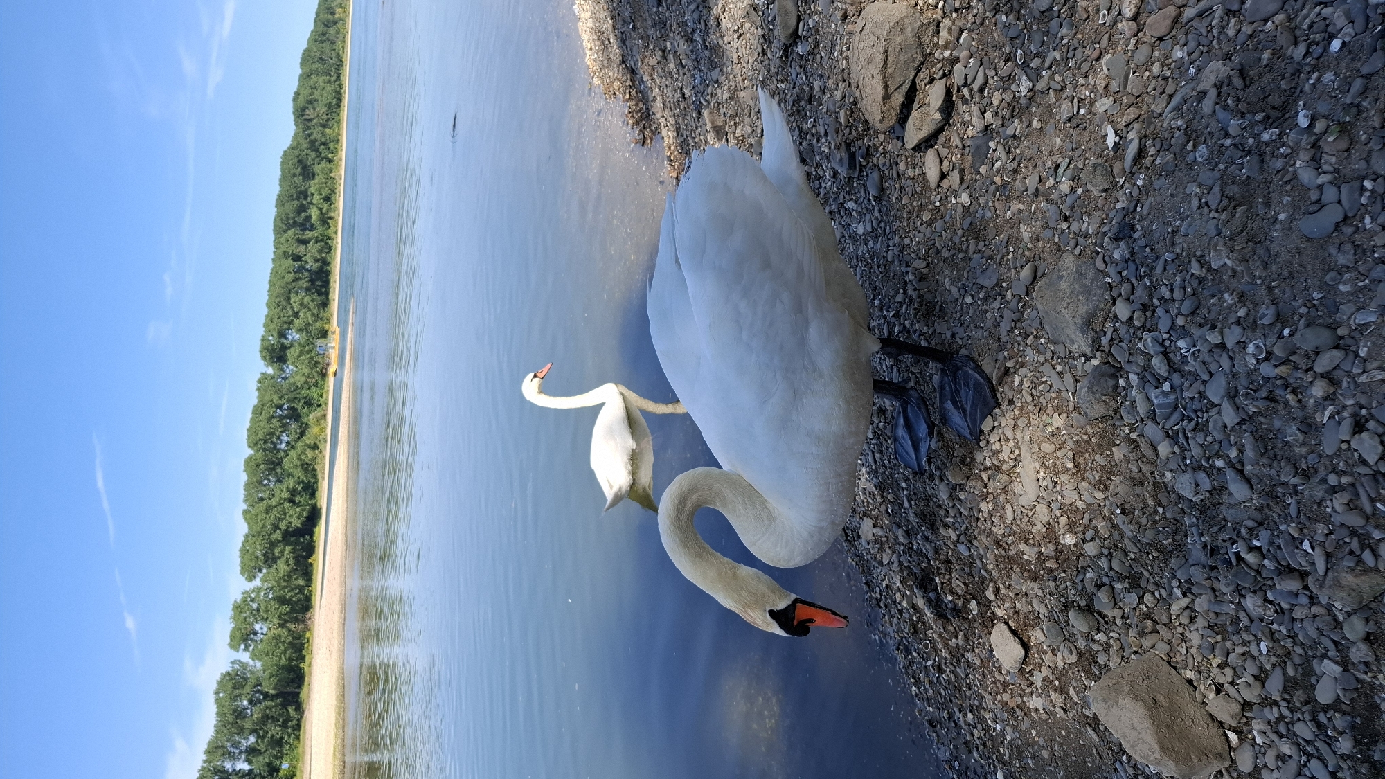 Two white swans are by the bank of a river. One swan is in the foreground, with its head lowered towards the water. It is standing on a rocky shore. The second swan is in the background, swimming in the water. The river is wide and calm, with a treelined shore on the opposite bank. The sky is clear and blue. The location is not specified in Cologne, Germany, but it is likely a riverside park or natural area.