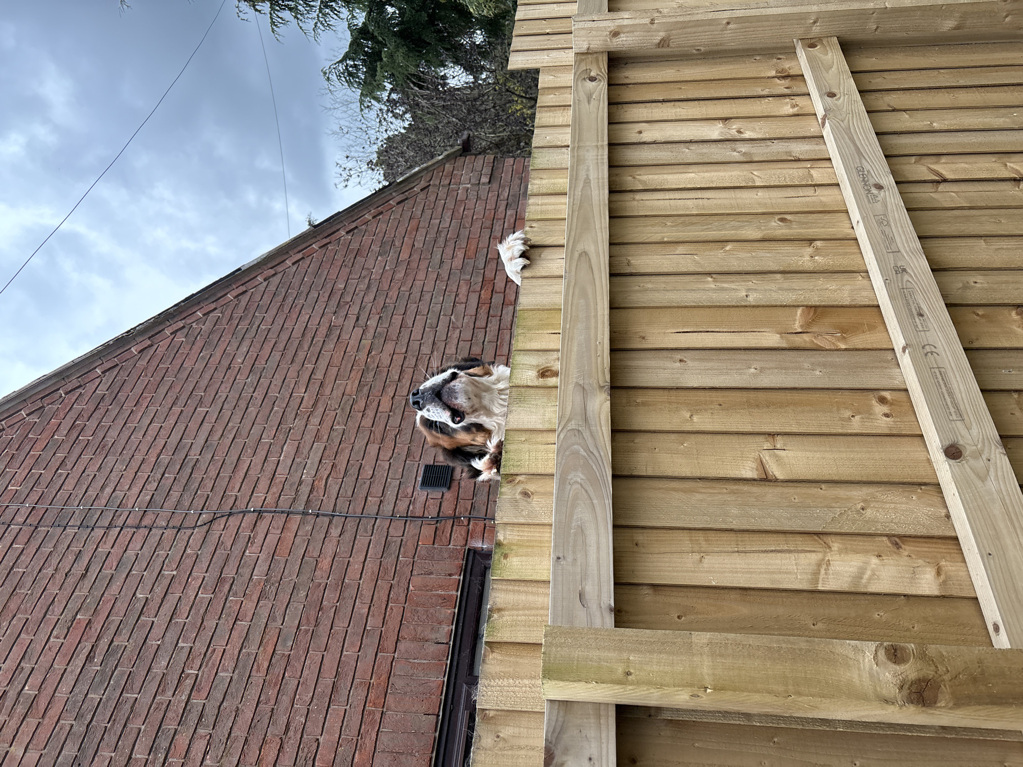 The image shows a low-angle shot of a dog looking over a fence. The fence is made of horizontal wooden planks. A wooden support structure is visible in the foreground. Behind the fence is a brick building with a red-tiled roof. Some trees are visible above the roof. The dog is light brown and white, with a black nose. The sky is overcast. The city location cannot be determined from this image. The United Kingdom location can not be confirmed.
