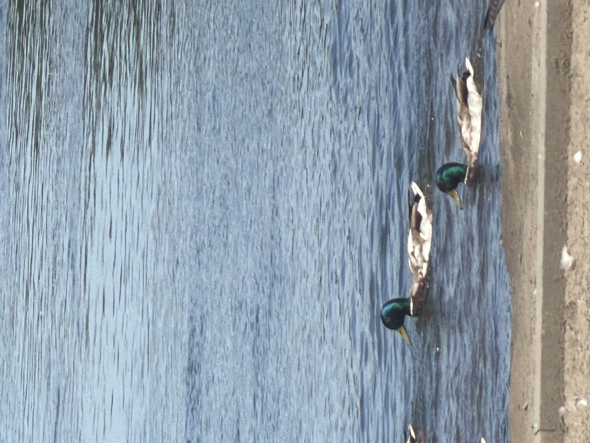 Three mallard ducks are swimming in a body of water. One duck is in the foreground with its head turned to the left, displaying its green head and yellow beak. Another duck is further back and to the left, facing the same direction. A third duck is partially visible on the far left, with only its back and tail feathers showing above the water. The water is choppy with visible ripples. The bottom of the image shows a sandy shore with a concrete border. The scene is set in an outdoor environment with the water occupying the majority of the frame. The location is not specified in the image.