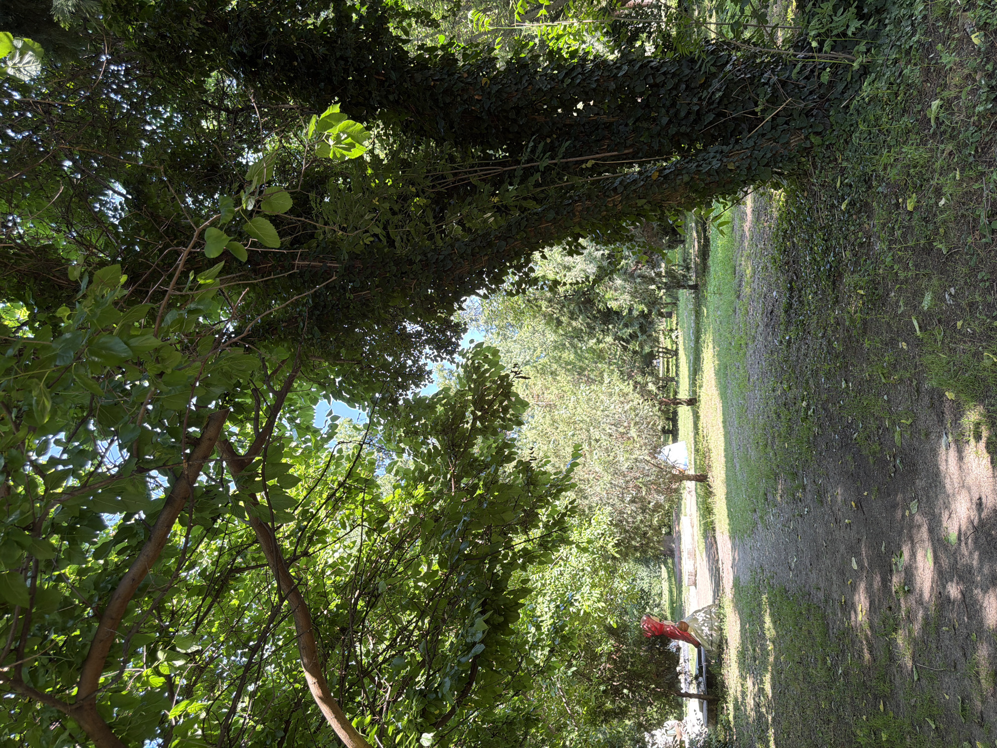 The image depicts a shaded path in a park-like setting, likely in Pazardzhik, Bulgaria. The path is made of dirt and gravel and is bordered by grass and fallen leaves. Large trees with lush green foliage dominate the scene, casting dappled shadows across the path. In the foreground, a large tree trunk covered in ivy stands prominently to the right. To the left, a low stone structure with a red object on top is visible, possibly a sculpture or a decorative element. Further back, several smaller trees and bushes are scattered throughout the park, with some lighter-colored structures, perhaps tents or shelters, visible in the distance. The overall impression is one of a tranquil, natural environment within an urban area.